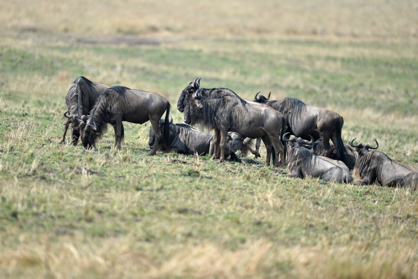 這是在肯尼亞馬賽馬拉國家保護區拍攝的角馬。（新華社）