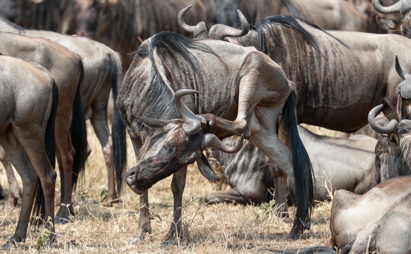 這是在肯尼亞馬賽馬拉國家保護區拍攝的角馬。（新華社）