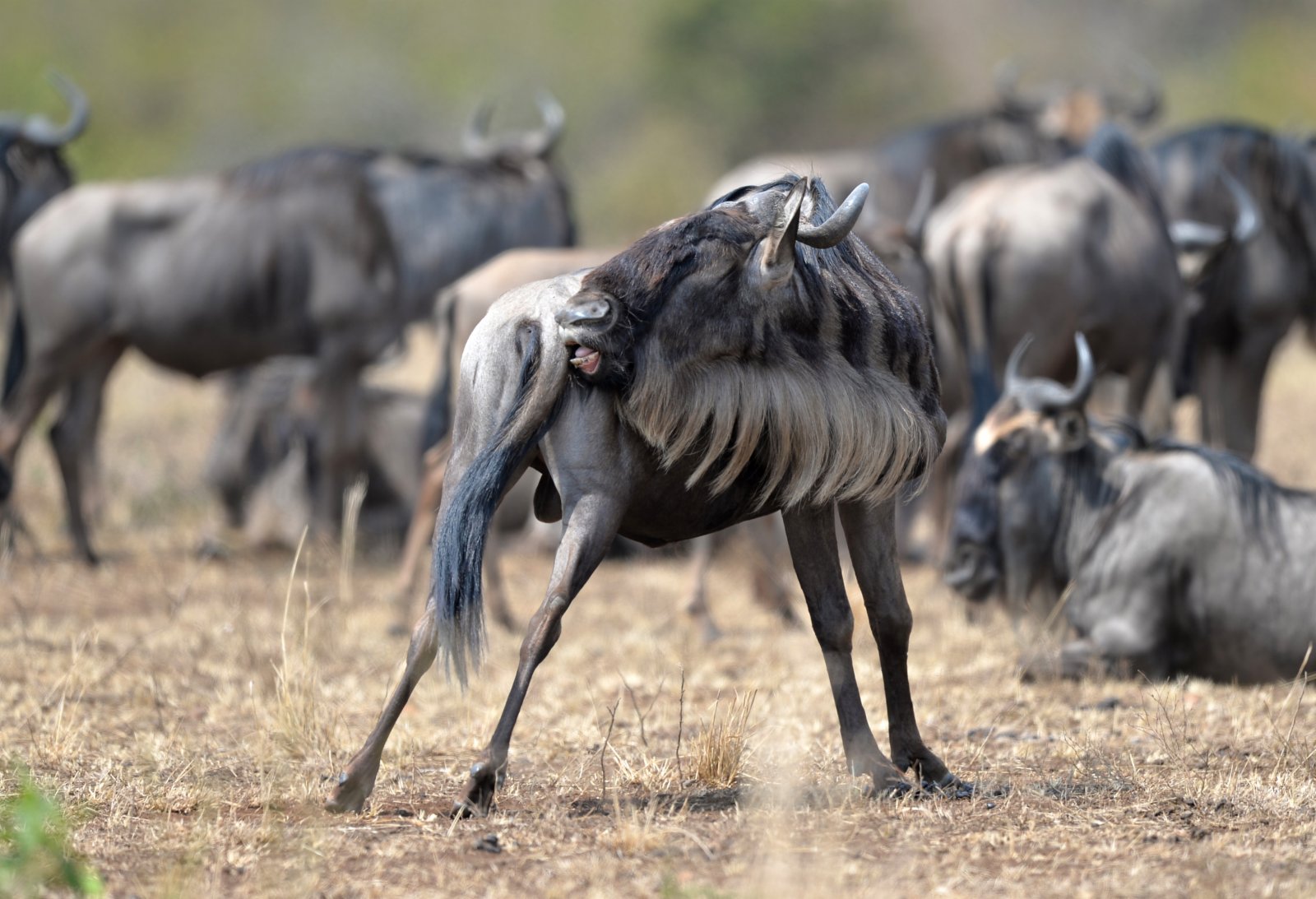 這是在肯尼亞馬賽馬拉國家保護區拍攝的角馬。（新華社）