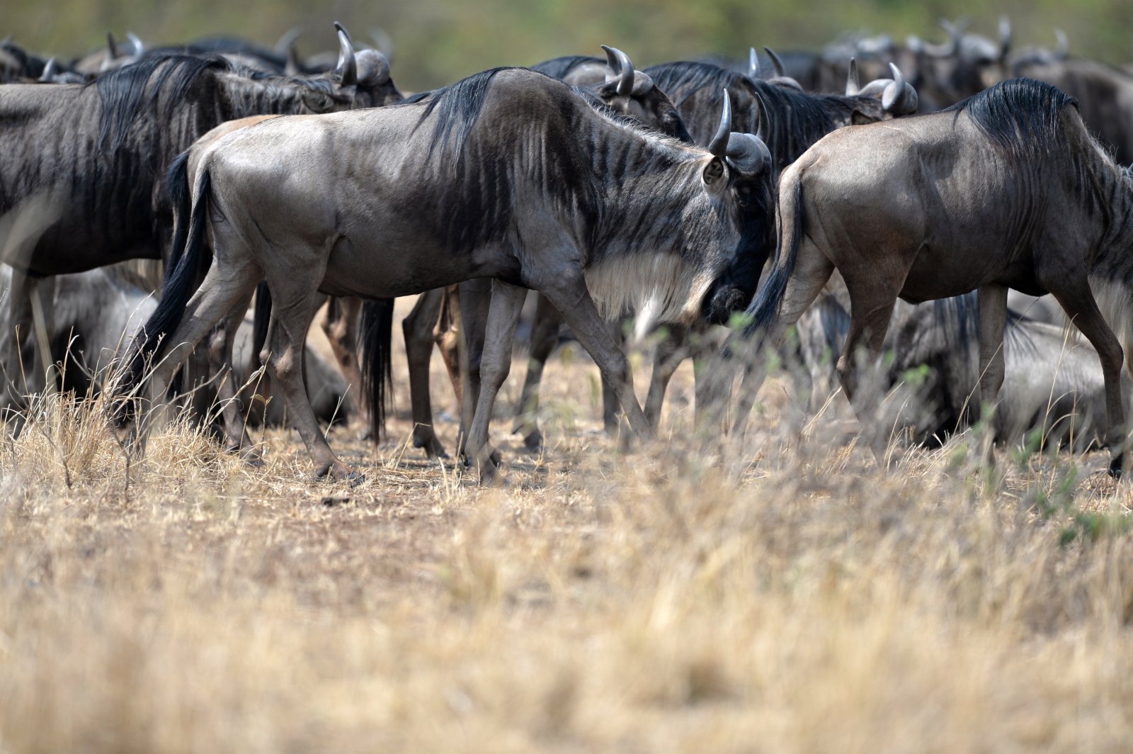 這是在肯尼亞馬賽馬拉國家保護區拍攝的角馬。（新華社）