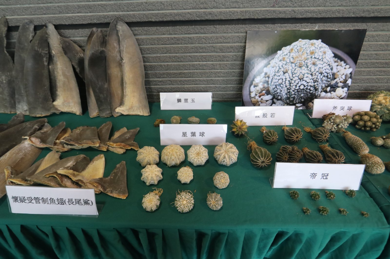 10月7日,海關舉行記者會宣布偵破歷來最大宗走私案件。行動中拘捕一名男子,並扣查四輛貨車,檢獲一批市值約2.1億港元的懷疑走私物品,包括高價值貨品、貴價食材及受管制瀕危物種。(香港文匯報記者劉友光攝)
10月7日,海關舉行記者會宣布偵破歷來最大宗走私案件。行動中拘捕一名男子,並扣查四輛貨車,檢獲一批市值約2.1億港元的懷疑走私物品,包括高價值貨品、貴價食材及受管制瀕危物種。(香港文匯報記者劉友光攝)