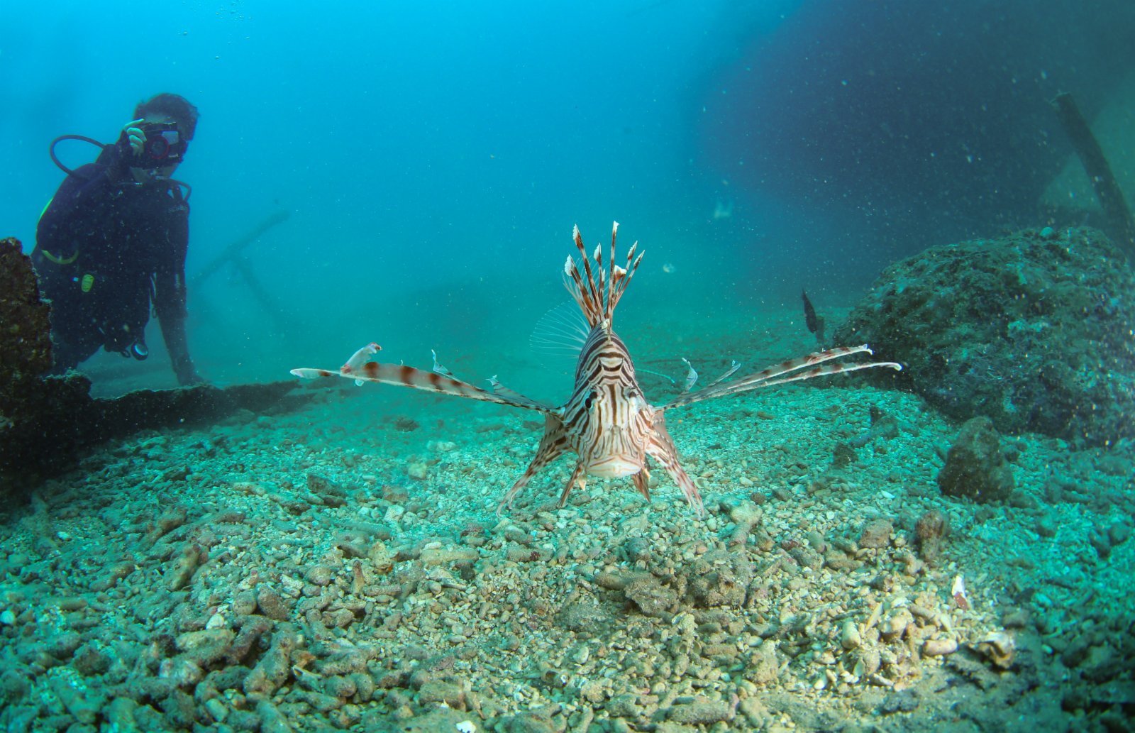 在分界洲島海域，一條獅子魚在海中游動。（新華社）
