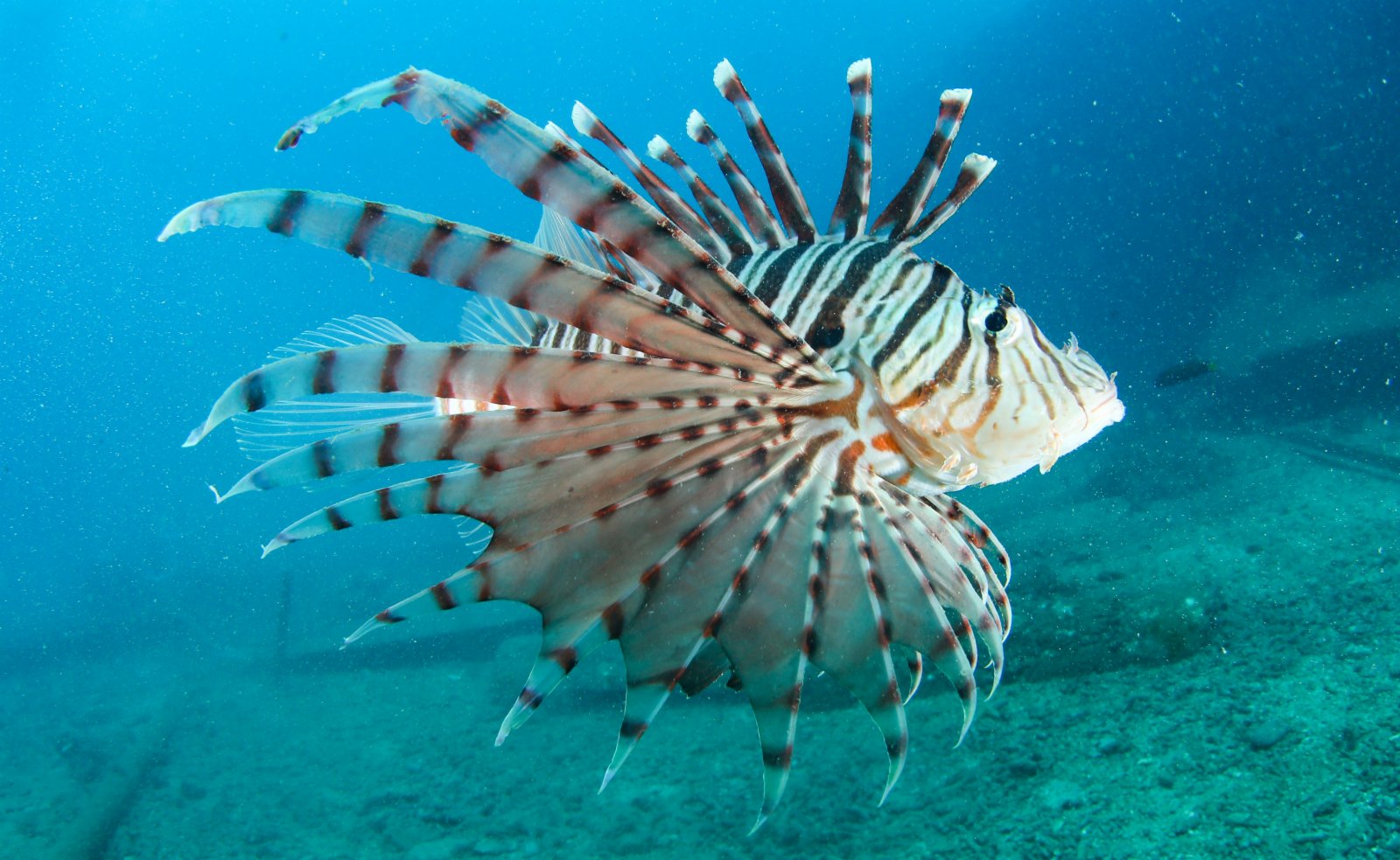 在分界洲島海域，一條獅子魚在海中游動。（新華社）