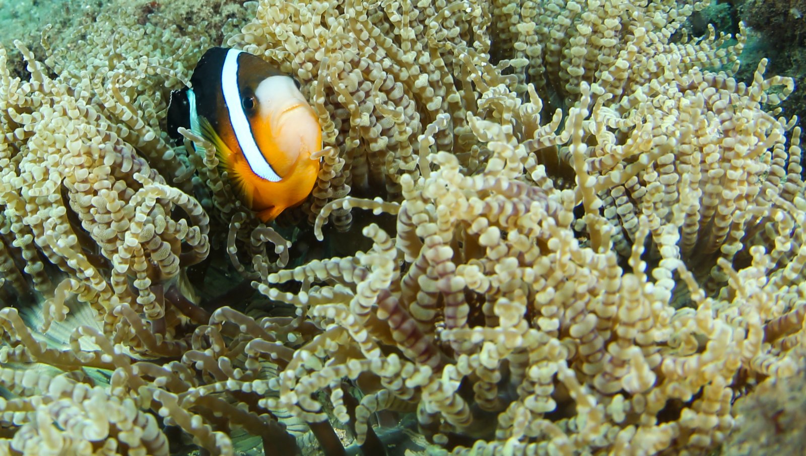 分界洲島海域裏海葵內的小丑魚。（新華社）