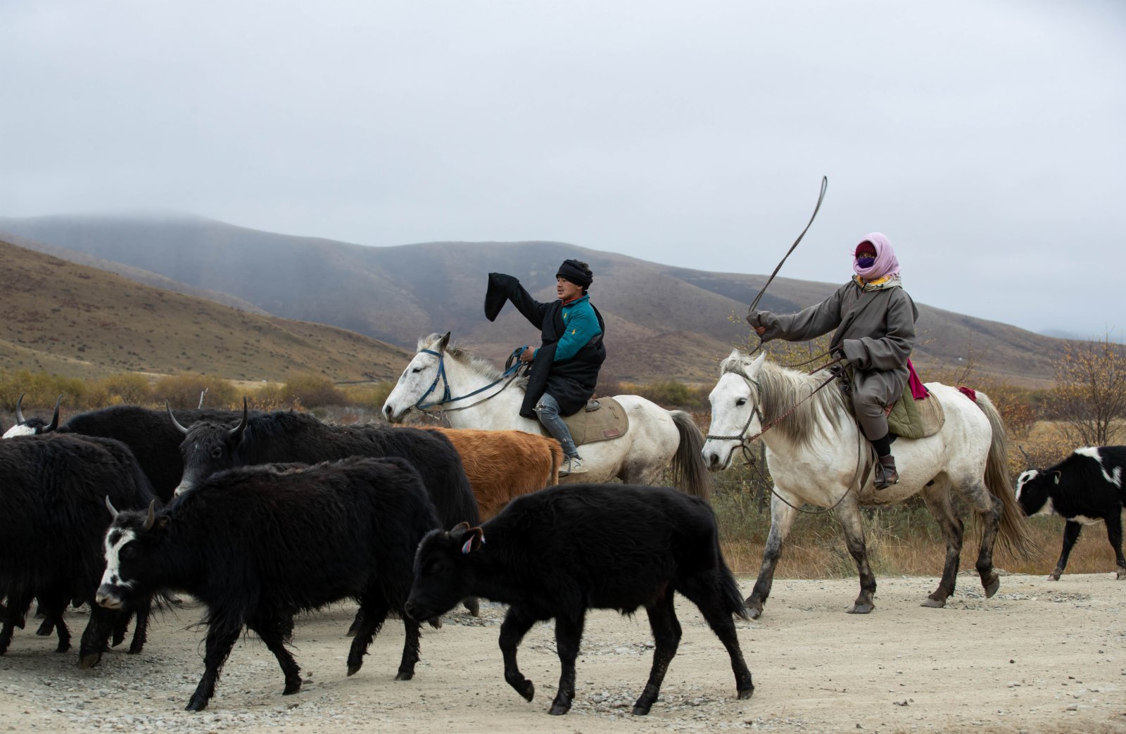 10月17日，四川省紅原縣阿木鄉卡口村藏牧民向巴（左）在冬季轉場的路上驅趕牛羊。（新華社）