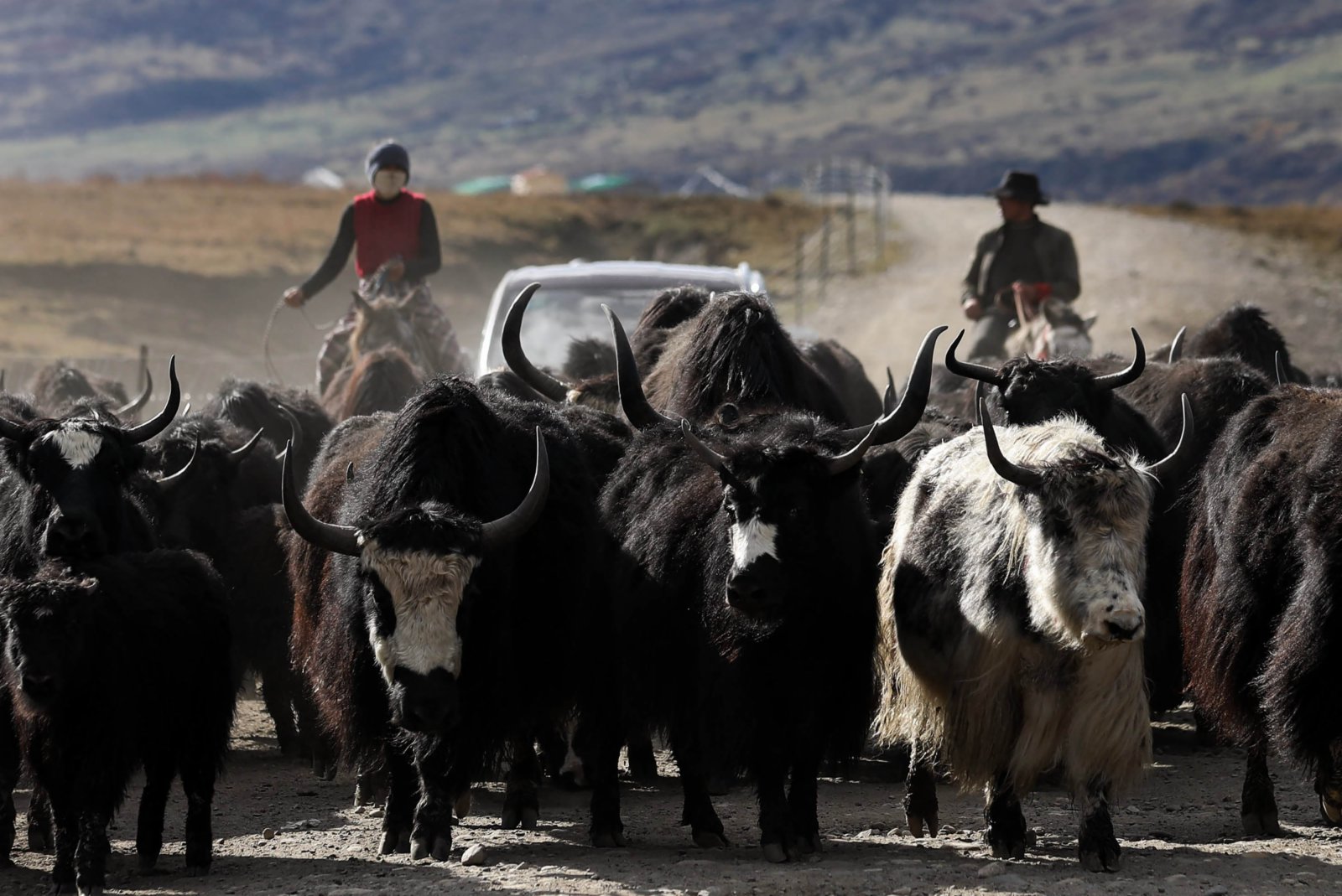 10月16日，四川省紅原縣阿木鄉卡口村藏牧民澤仁三周家的牛羊在冬季轉場的路上。（新華社）