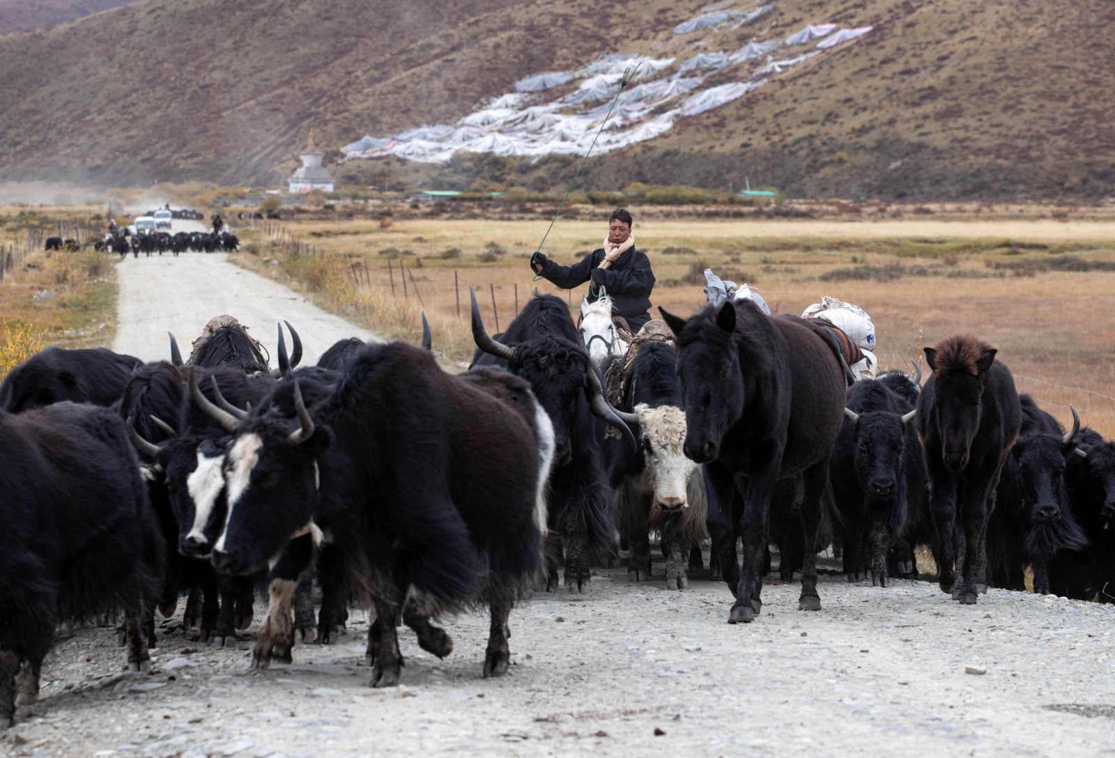 10月17日，四川省紅原縣阿木鄉卡口村藏牧民頓炯和向巴兩家的牛羊在冬季轉場的路上。（新華社）