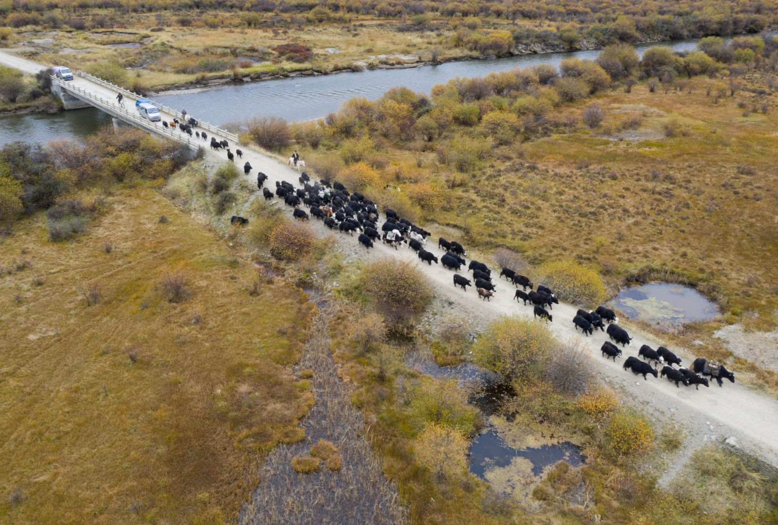 10月17日，四川省紅原縣阿木鄉卡口村藏牧民頓炯和向巴兩家的牛羊在冬季轉場的路上（無人機照片）。