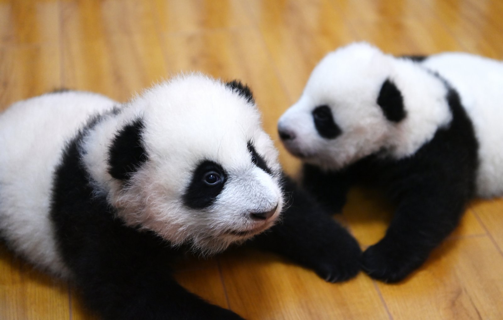 10月20日，四川臥龍，中國大熊貓保護研究中心神樹坪基地育幼室內，2021年新生的大熊貓寶寶萌態十足。 （中新社）