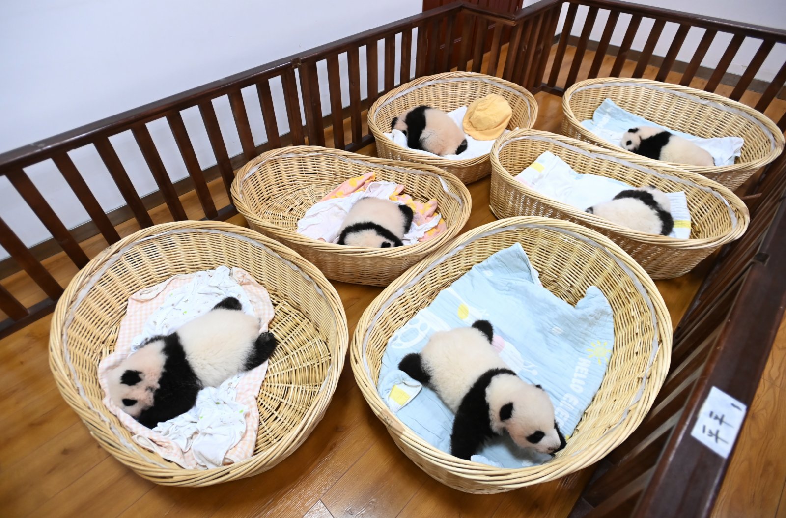 10月20日，四川臥龍，中國大熊貓保護研究中心神樹坪基地育幼室內，2021年新生的大熊貓寶寶萌態十足。 （中新社）