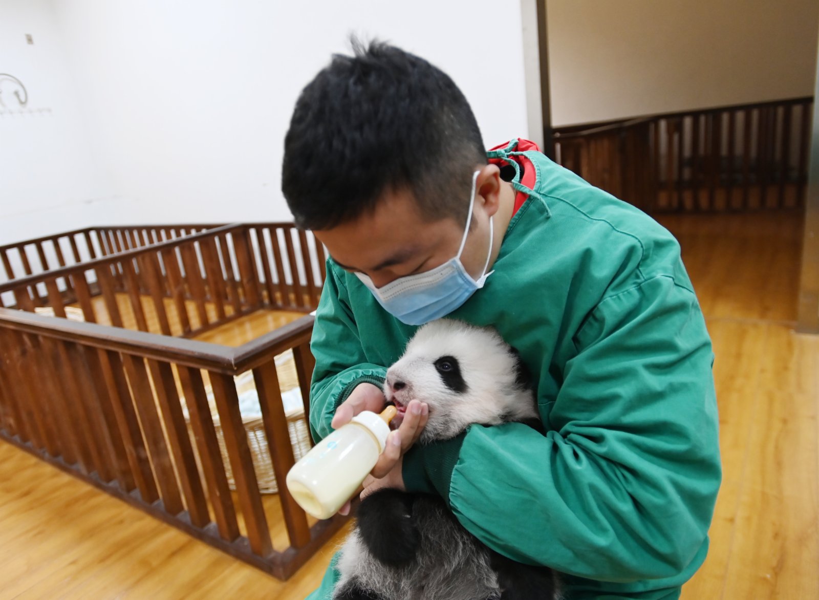 10月20日，四川臥龍，中國大熊貓保護研究中心神樹坪基地育幼室內，飼養師給2021年新生的大熊貓寶寶餵奶。（中新社）