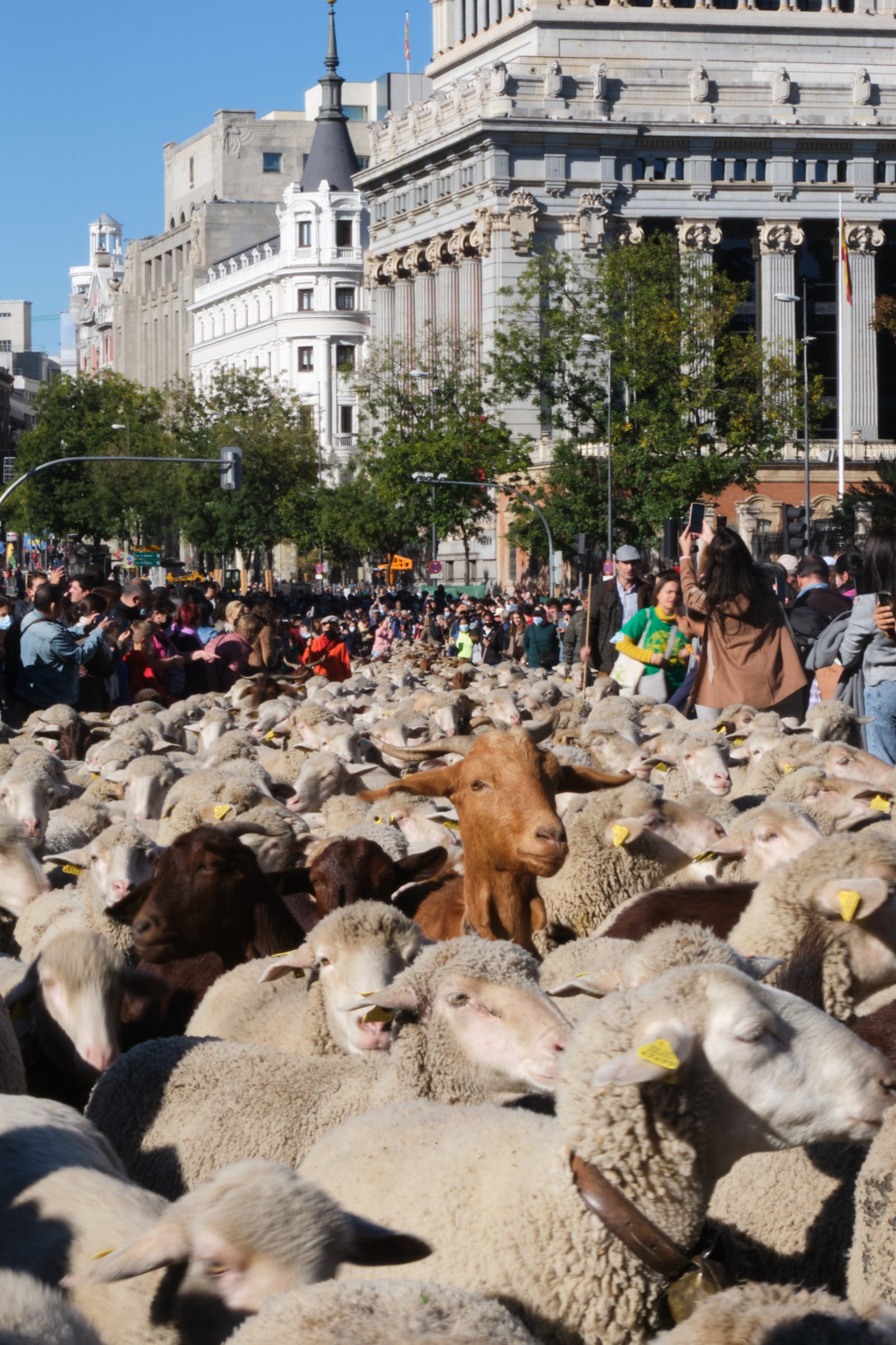 羊群走過西班牙馬德里市中心。