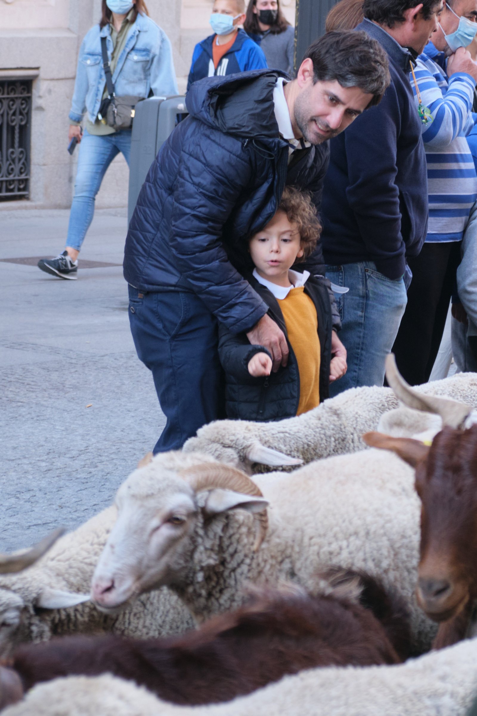 人們觀看走過西班牙馬德里市中心的羊群。