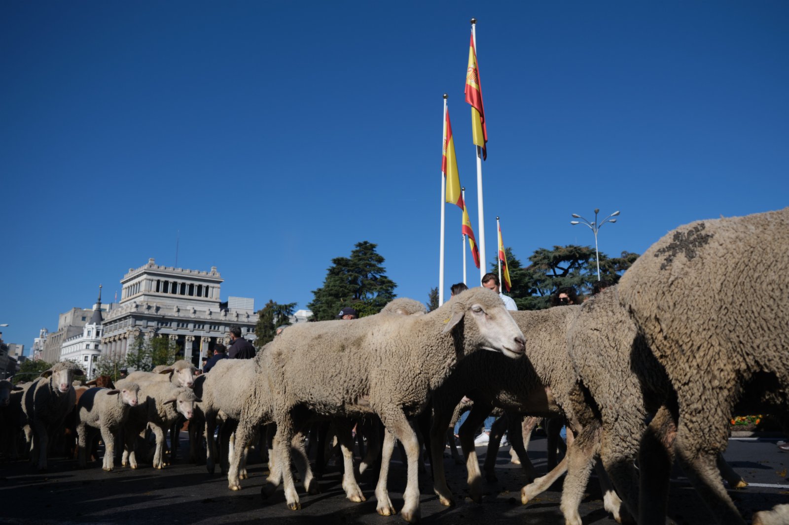 羊群走過西班牙馬德里市中心。