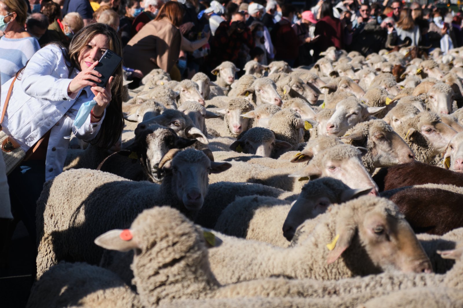 一名女子與走過西班牙馬德里市中心的羊群合影。