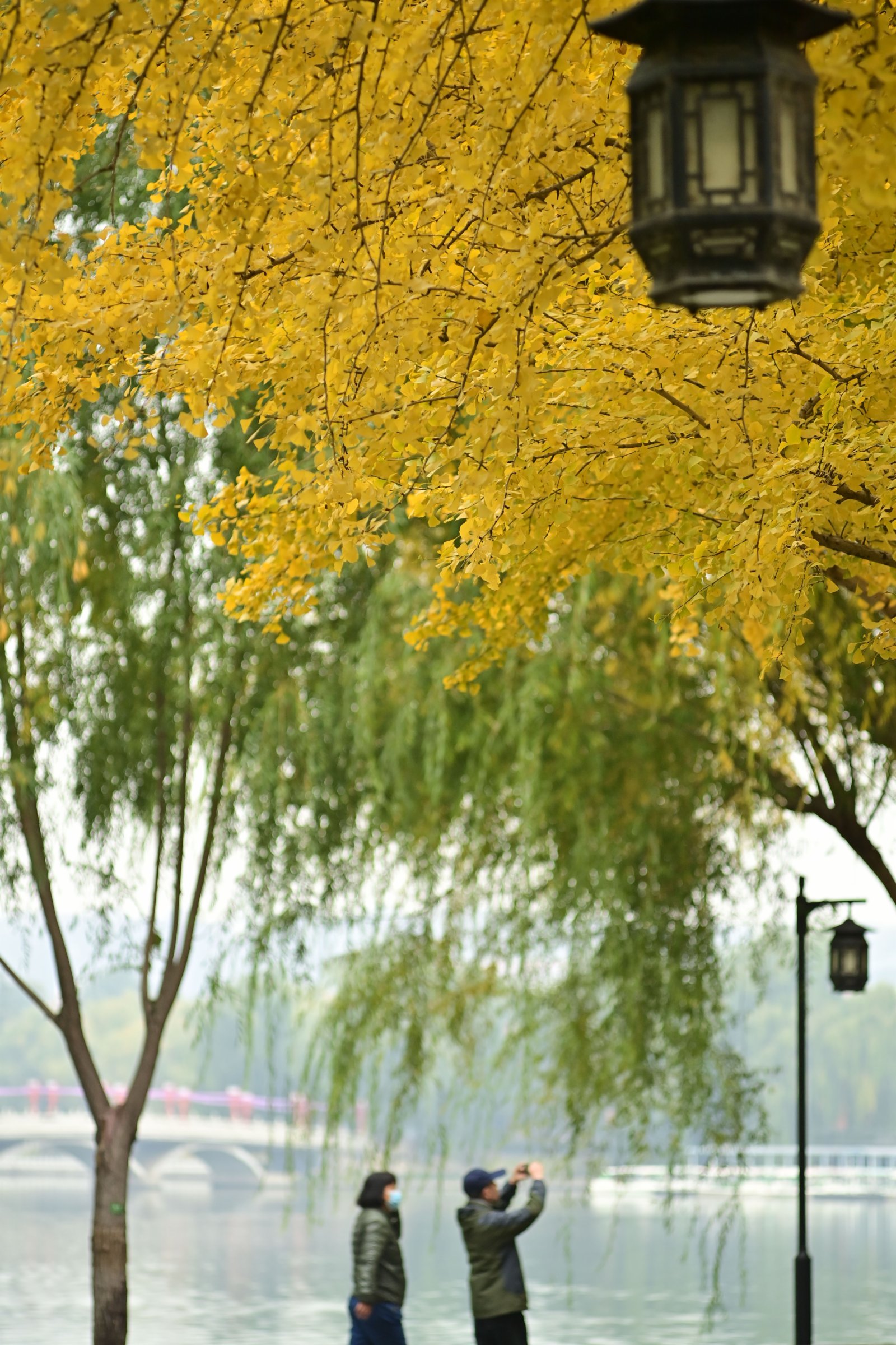 11月2日，北京陶然亭公園銀杏黃葉與柳樹綠葉相映成趣。（新華社）