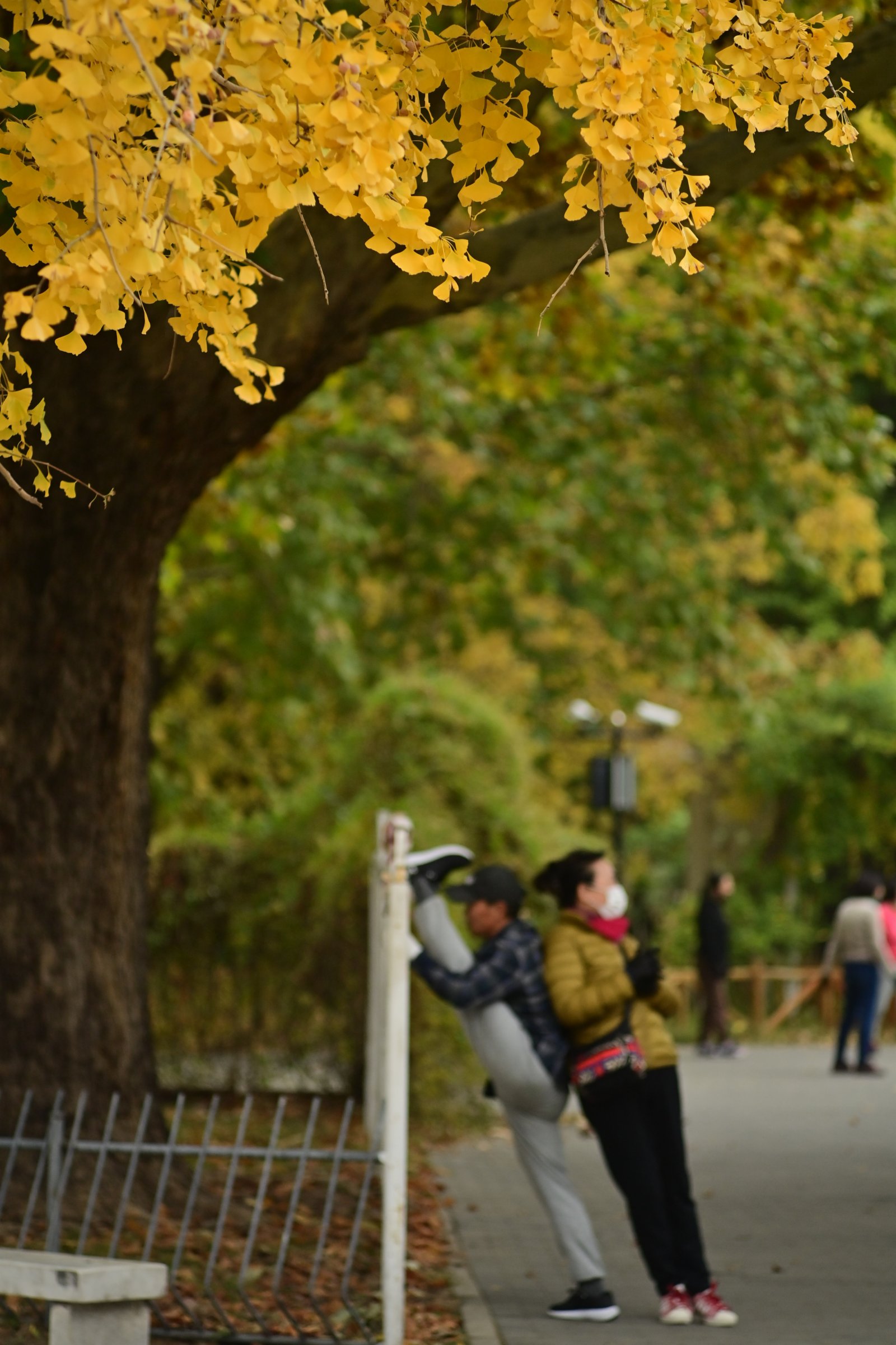 11月2日，市民在北京陶然亭公園健身。（新華社）
