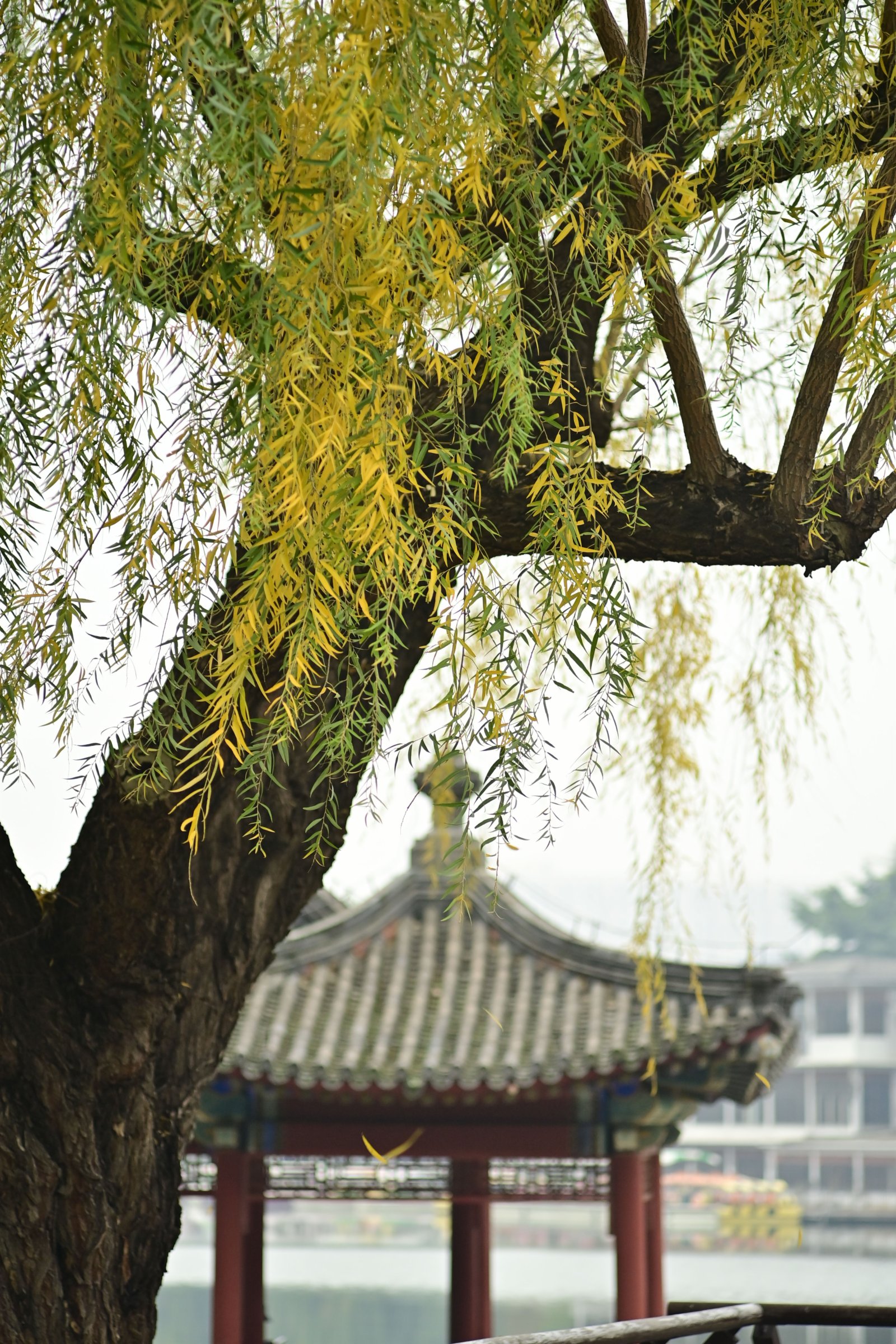 11月2日在北京陶然亭公園拍攝的柳樹。（新華社）