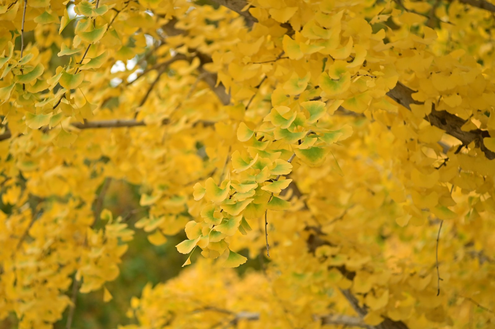 11月2日在北京陶然亭公園拍攝的銀杏樹。（新華社）