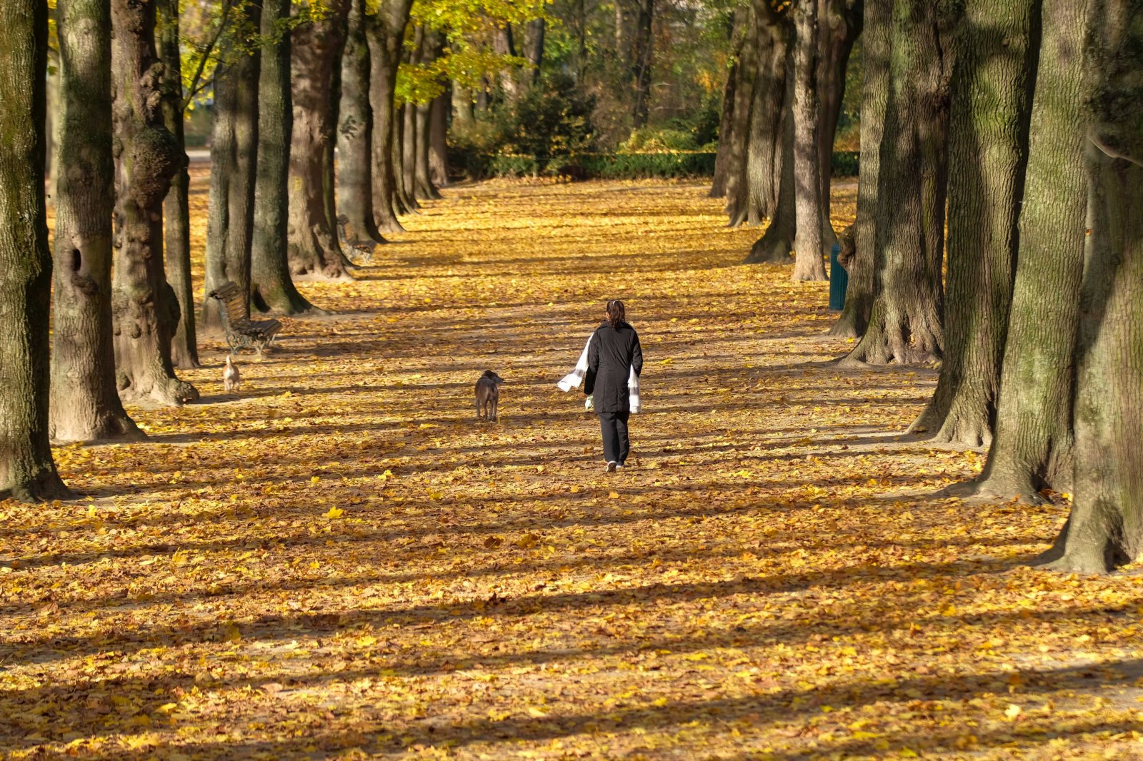 11月18日，一名女子在比利時布魯塞爾的五十周年紀念公園遛狗。（新華社）