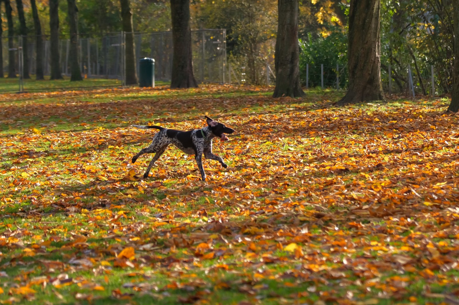 11月18日，一隻狗在比利時布魯塞爾的五十周年紀念公園玩耍。（新華社）