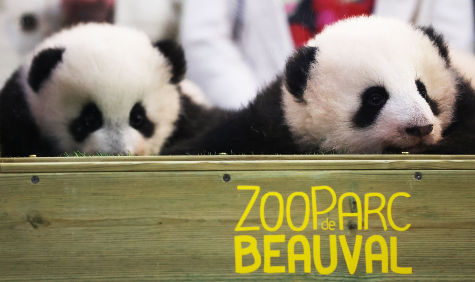 這是11月18日在法國中部聖艾尼昂市博瓦勒野生動物園熊貓館拍攝的命名儀式上的大熊貓雙胞胎。（新華社）