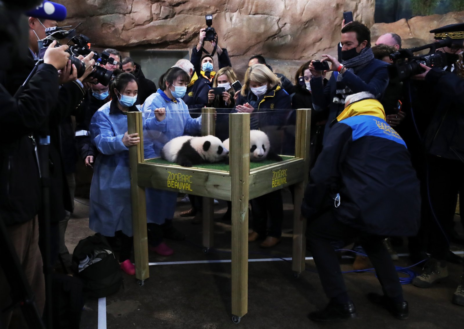 11月18日，在法國中部聖艾尼昂市博瓦勒野生動物園熊貓館，來自中國四川成都的保育員將大熊貓雙胞胎寶寶送到命名儀式現場。（新華社）