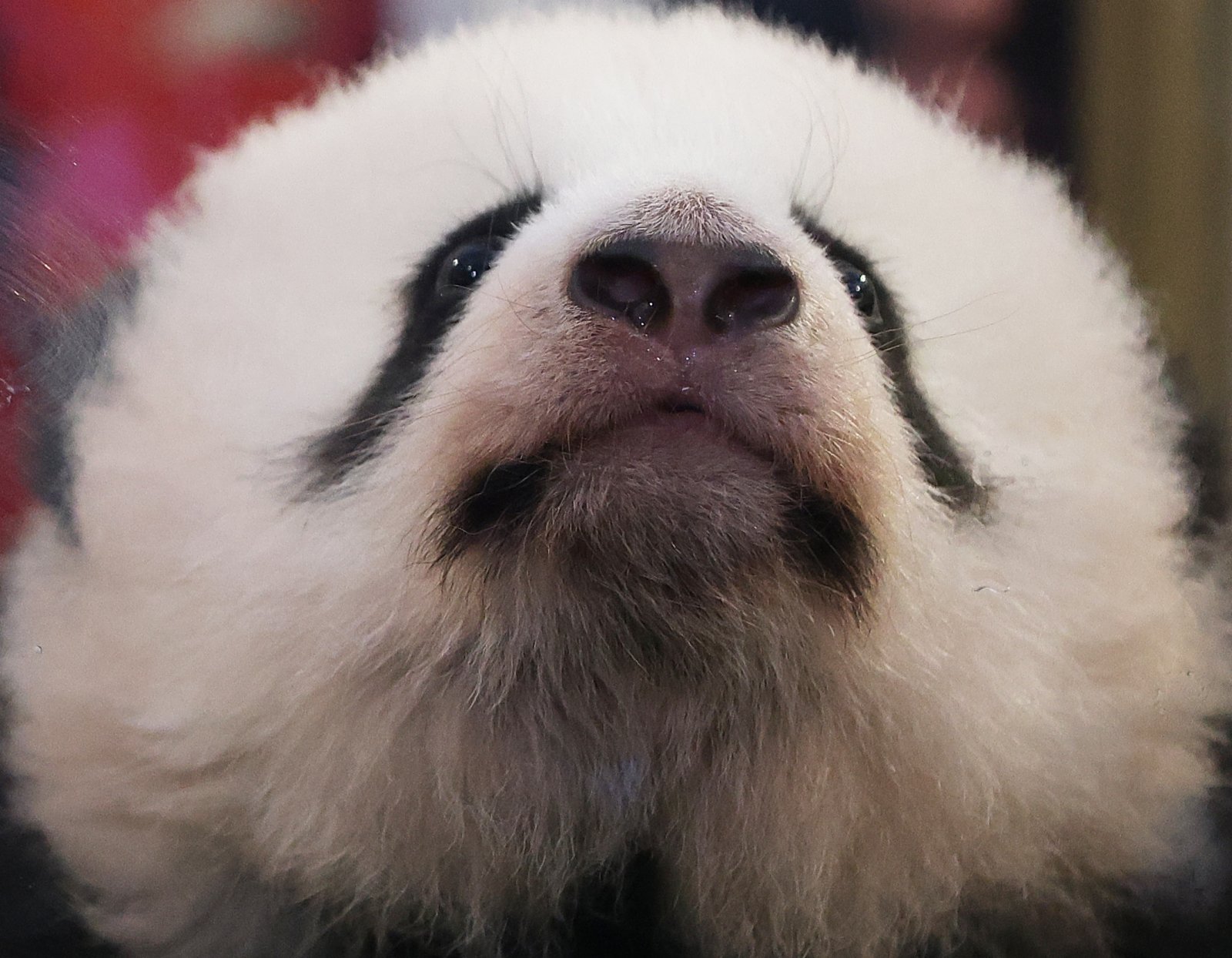 這是11月18日在法國中部聖艾尼昂市博瓦勒野生動物園熊貓館拍攝的命名儀式上的大熊貓雙胞胎之一。（新華社）