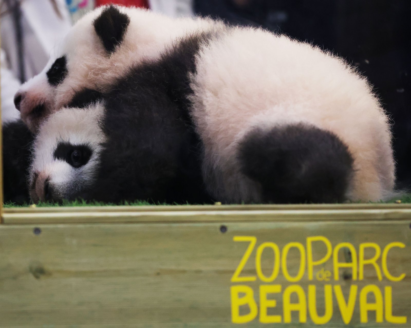 這是11月18日在法國中部聖艾尼昂市博瓦勒野生動物園熊貓館拍攝的命名儀式上的大熊貓雙胞胎。（新華社）