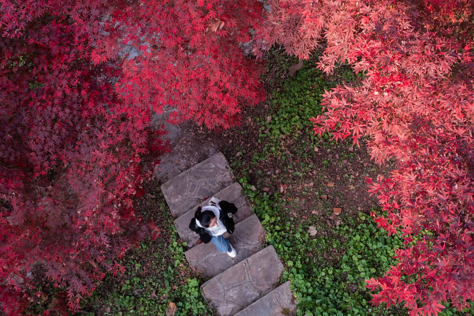 遊人在南京中山植物園觀賞楓葉。（新華社）
