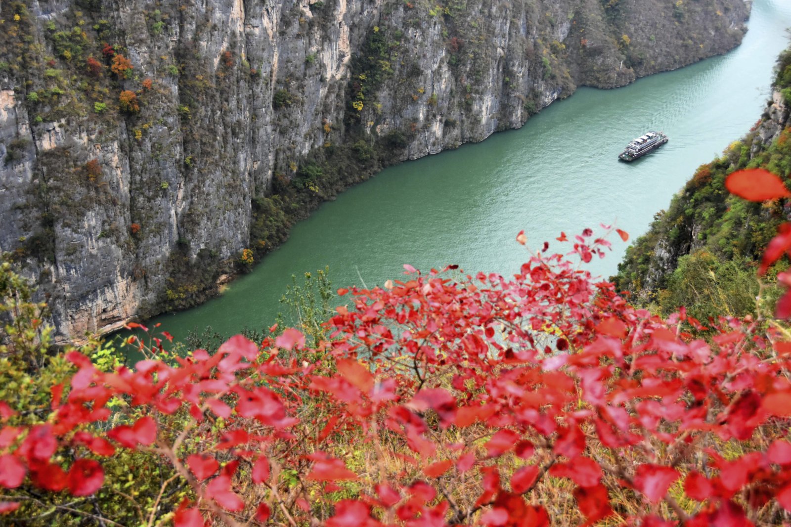 11月21日，遊船行駛在紅葉映襯下的巫山小三峽的龍門峽。（新華社）