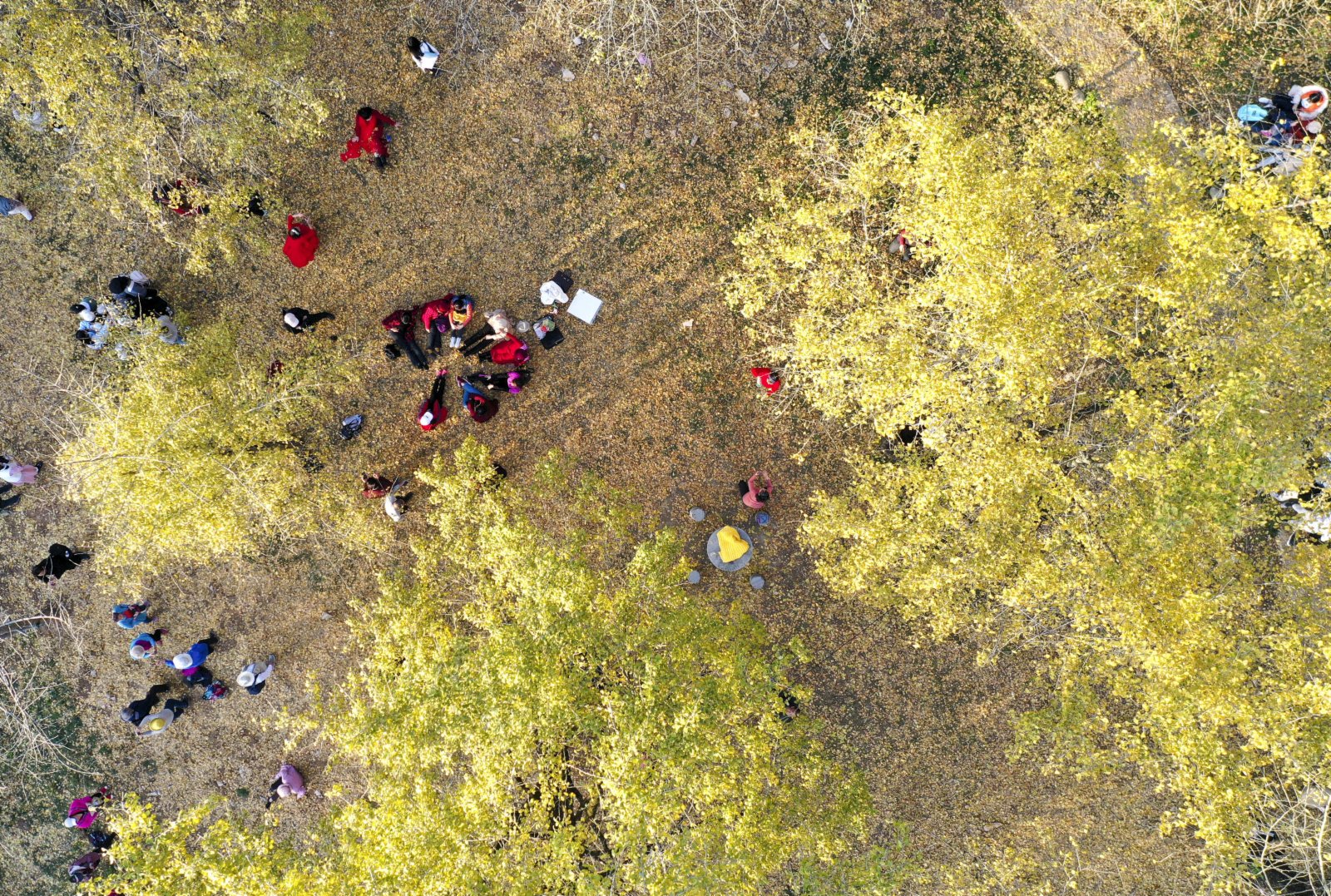 遊客在廣西桂林市靈川縣海洋鄉的一片銀杏林中遊玩（新華社）