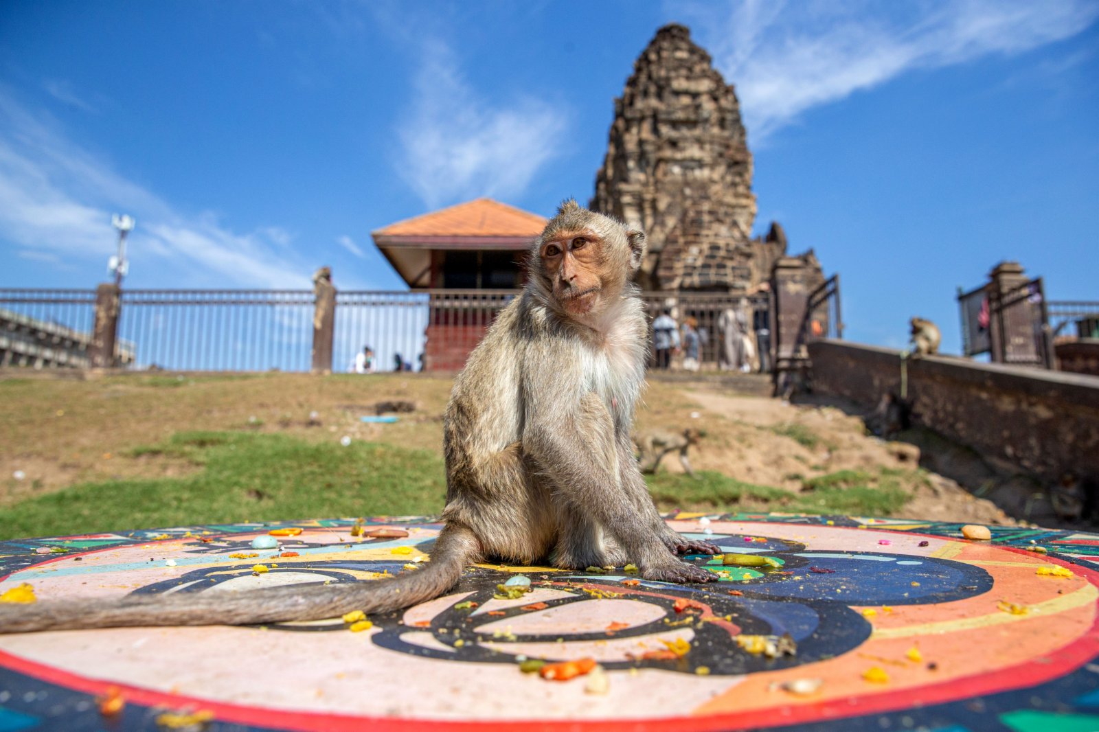 一隻猴子在等候遊客喂食。（新華社）