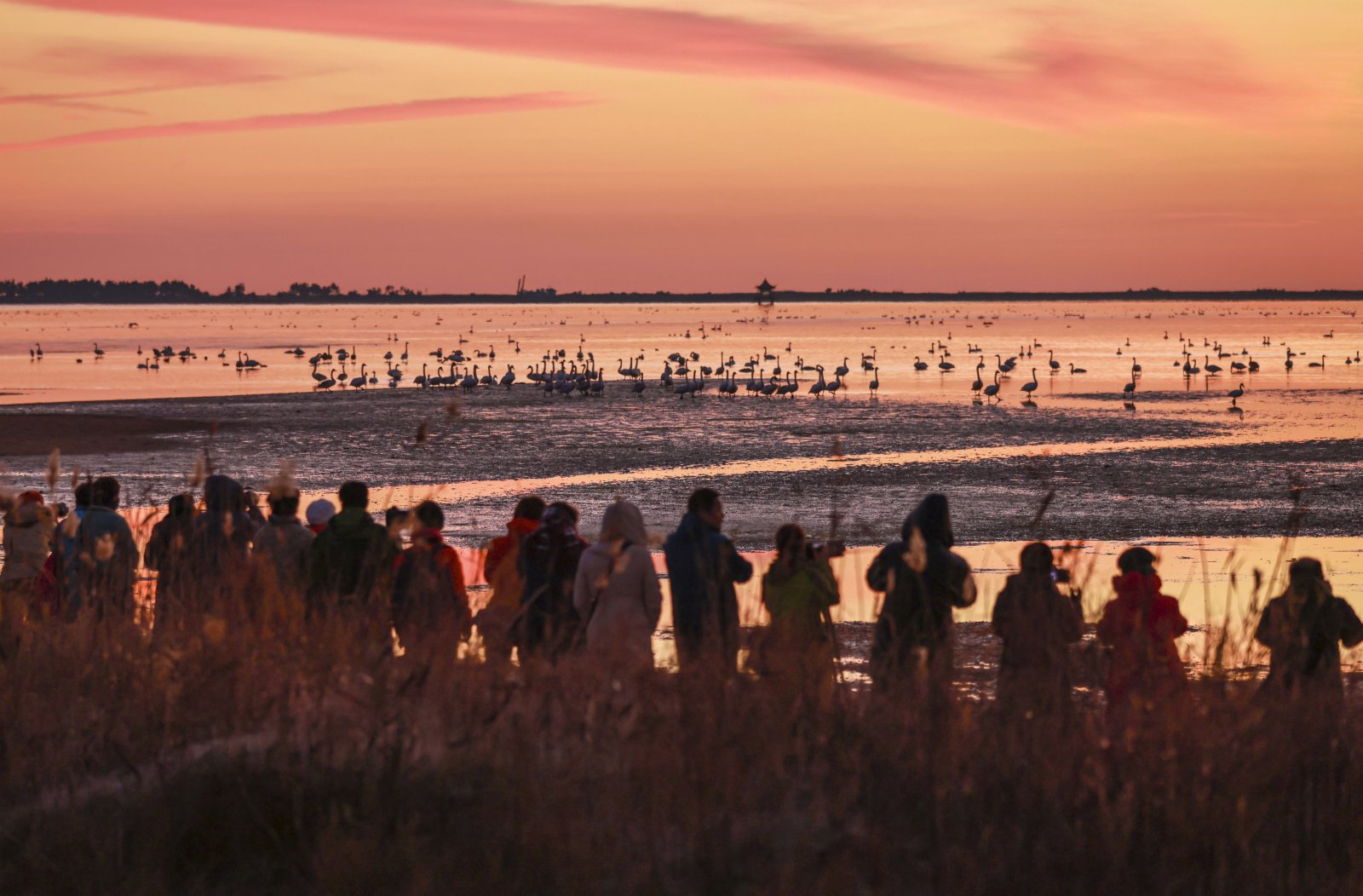 11月28日，在山東省榮成市大天鵝國家級自然保護區的一處湖畔，市民和攝影愛好者在觀賞大天鵝。（新華社）