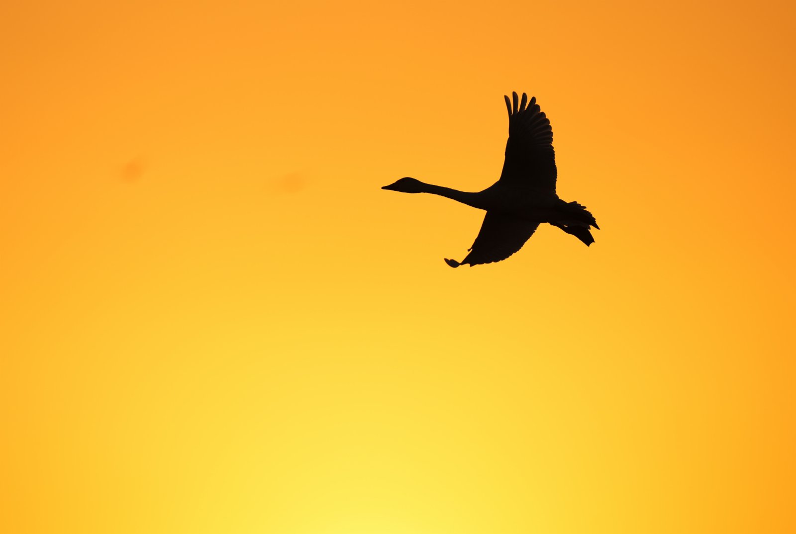 11月30日，一隻天鵝在南昌五星白鶴保護小區的濕地上空飛翔。（新華社）