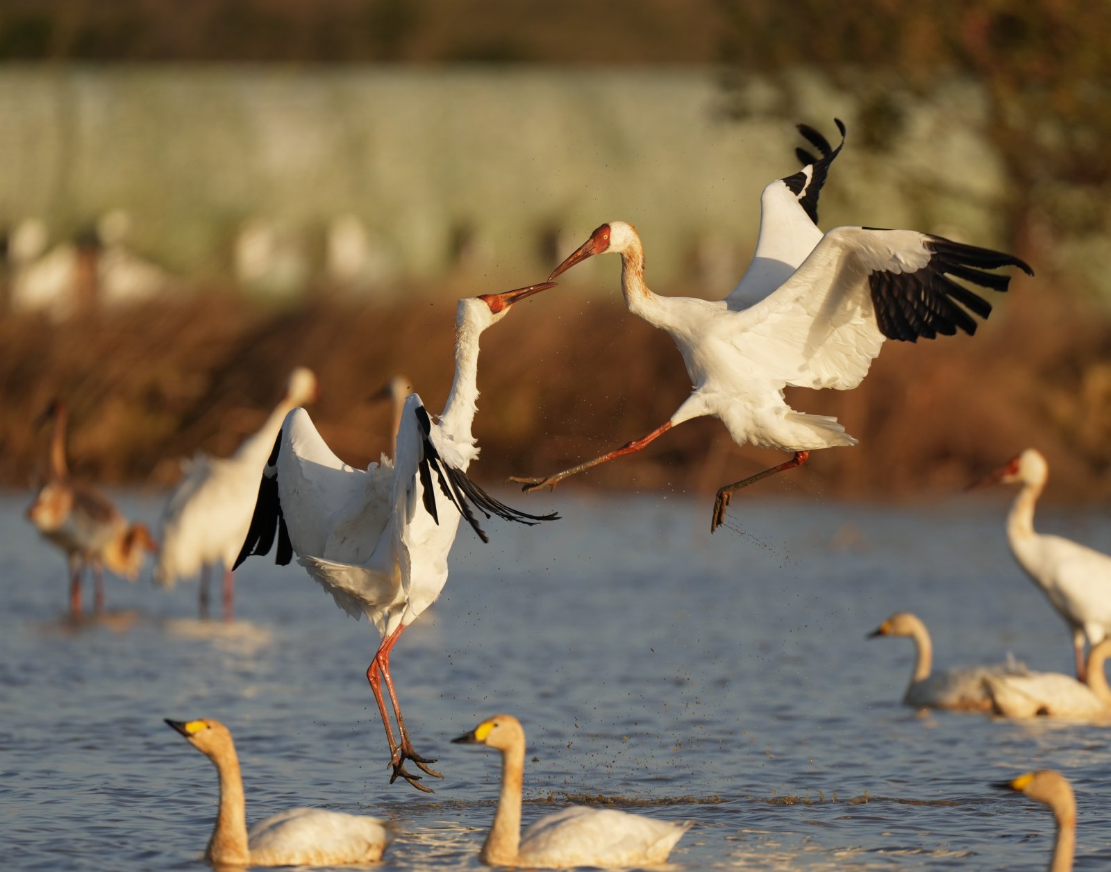 11月30日，白鶴在南昌五星白鶴保護小區的濕地中嬉戲。（新華社）