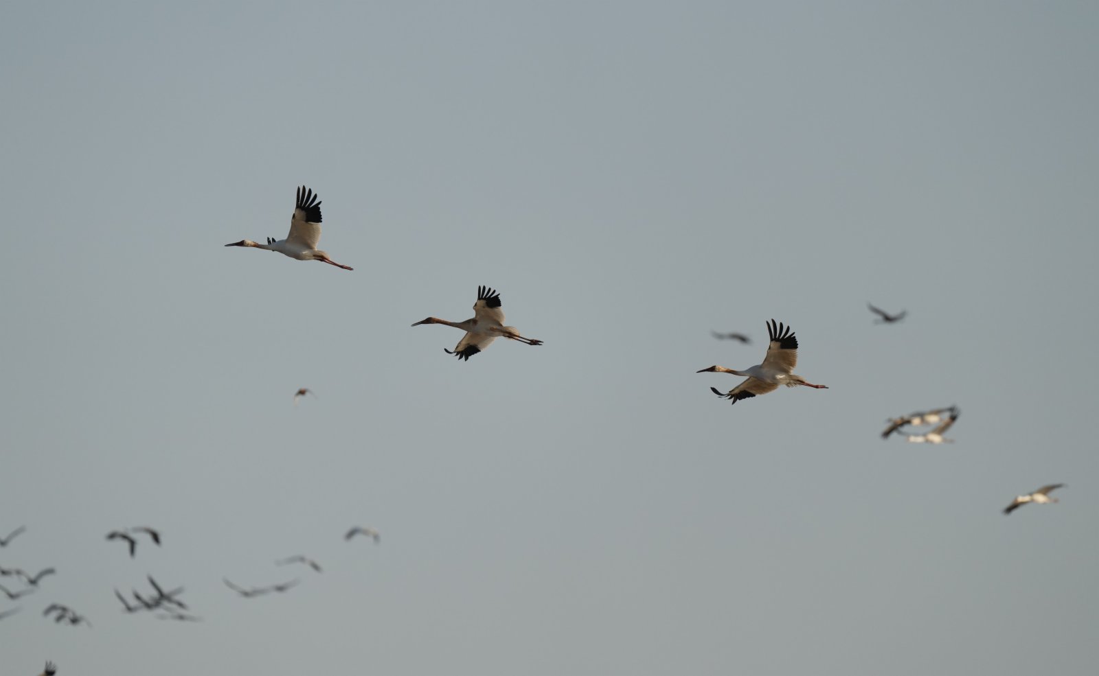 11月30日，候鳥在南昌五星白鶴保護小區的濕地上空飛翔。（新華社）