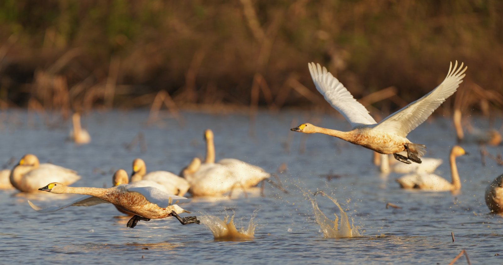 11月30日，兩隻天鵝在南昌五星白鶴保護小區的濕地的水面展翅起飛。（新華社）