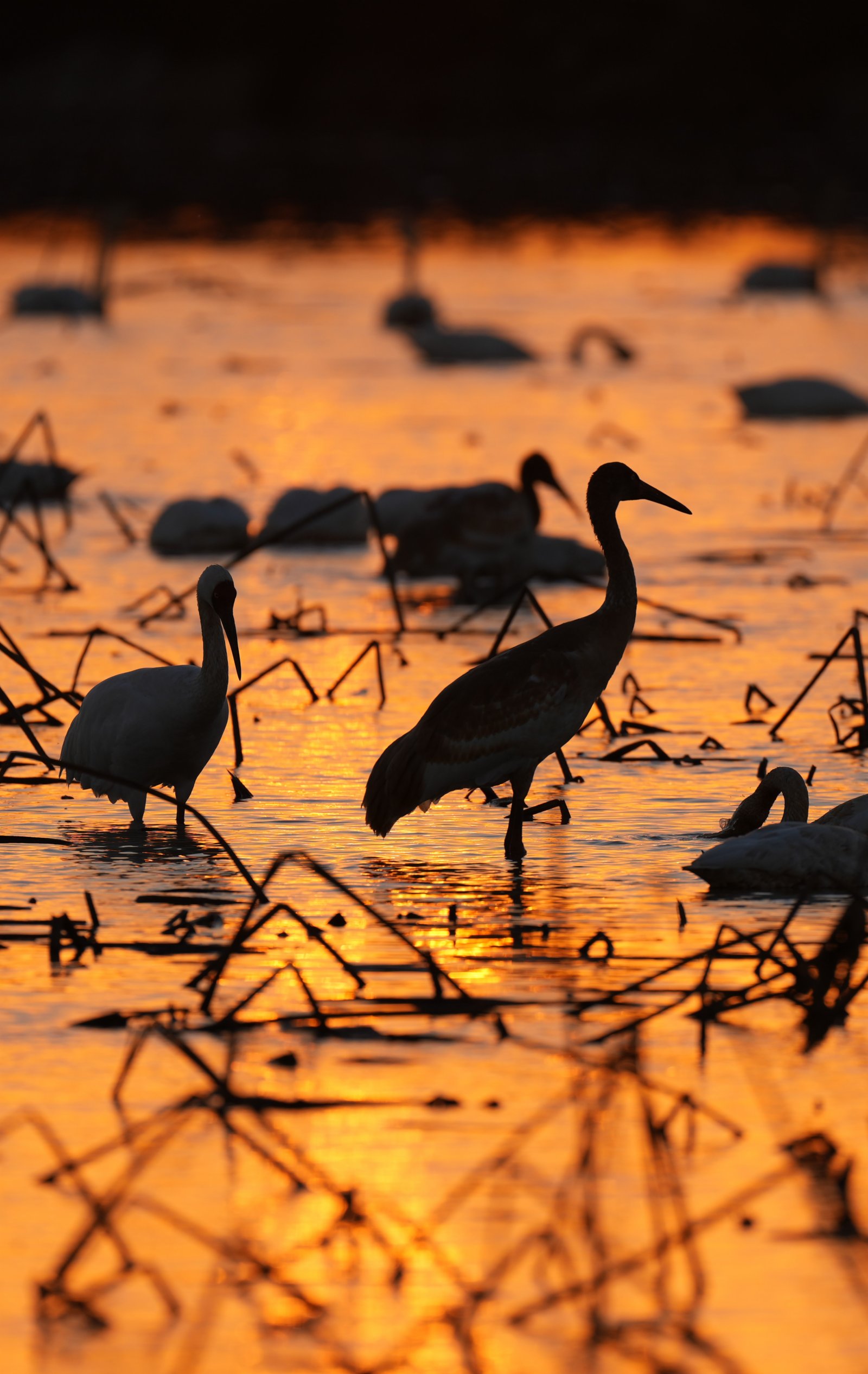 11月30日，候鳥在南昌五星白鶴保護小區的濕地中棲息覓食。（新華社）