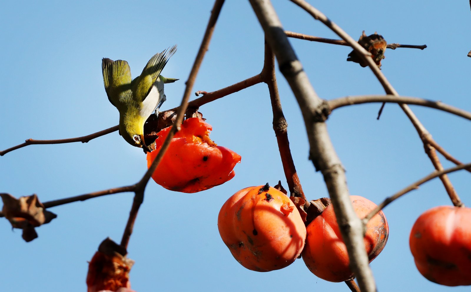 12月2日，一隻繡眼鳥落在樹枝上品嚐柿子果實。（新華社）