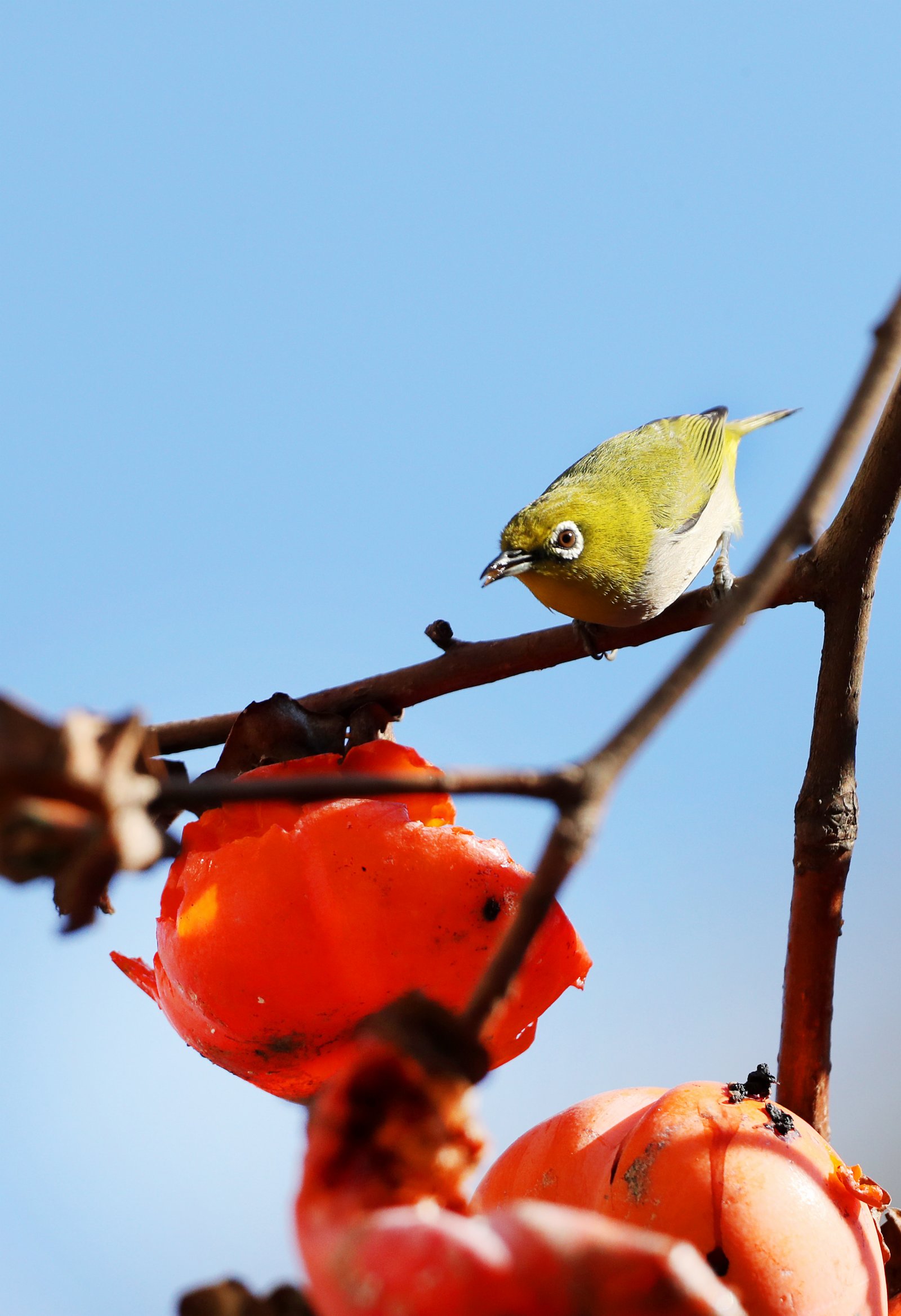 12月2日，一隻繡眼鳥落在結滿果實的柿子樹上。（新華社）