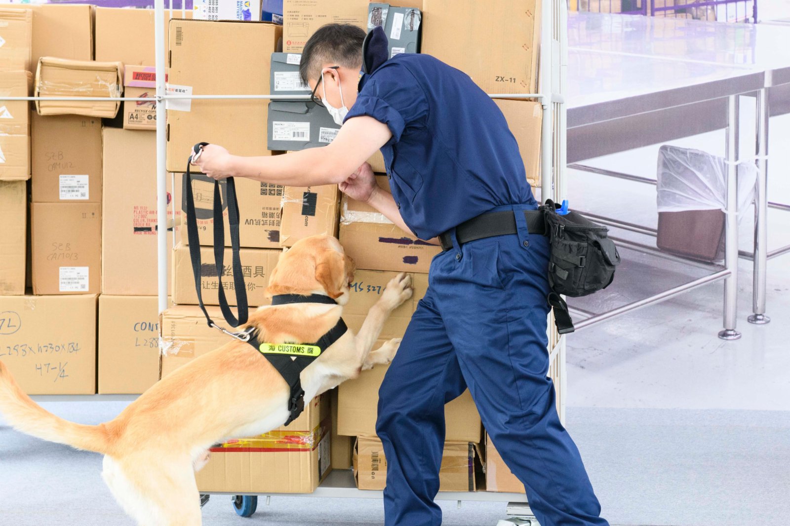 圖示領犬員帶領槍械搜查犬示範進行嗅查工作。（政府新聞處圖片）