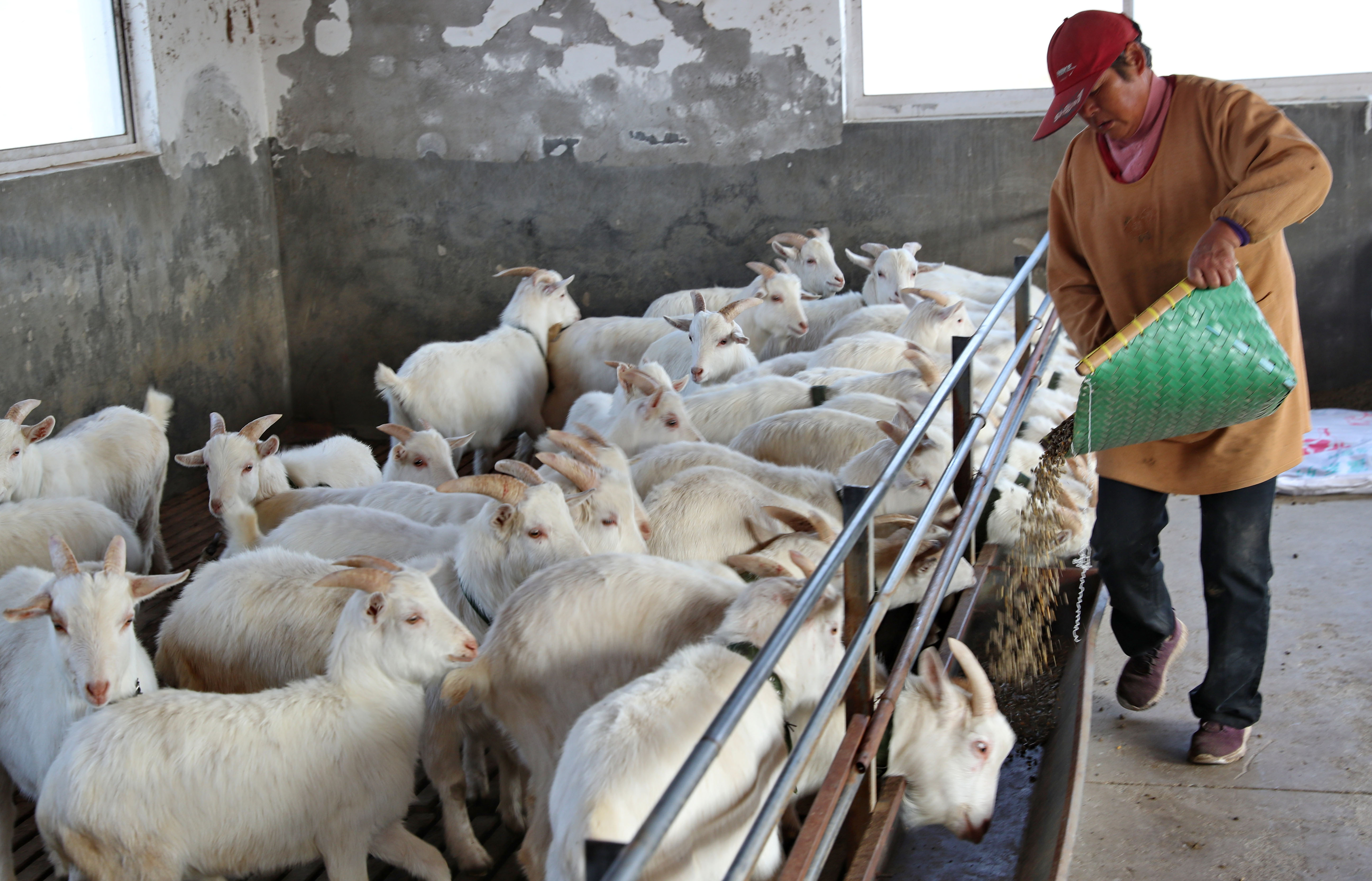 12月14日，江蘇省南通市海門區長江三角洲白山羊保種繁殖研究所內的工作人員給山羊喂食。（新華社）