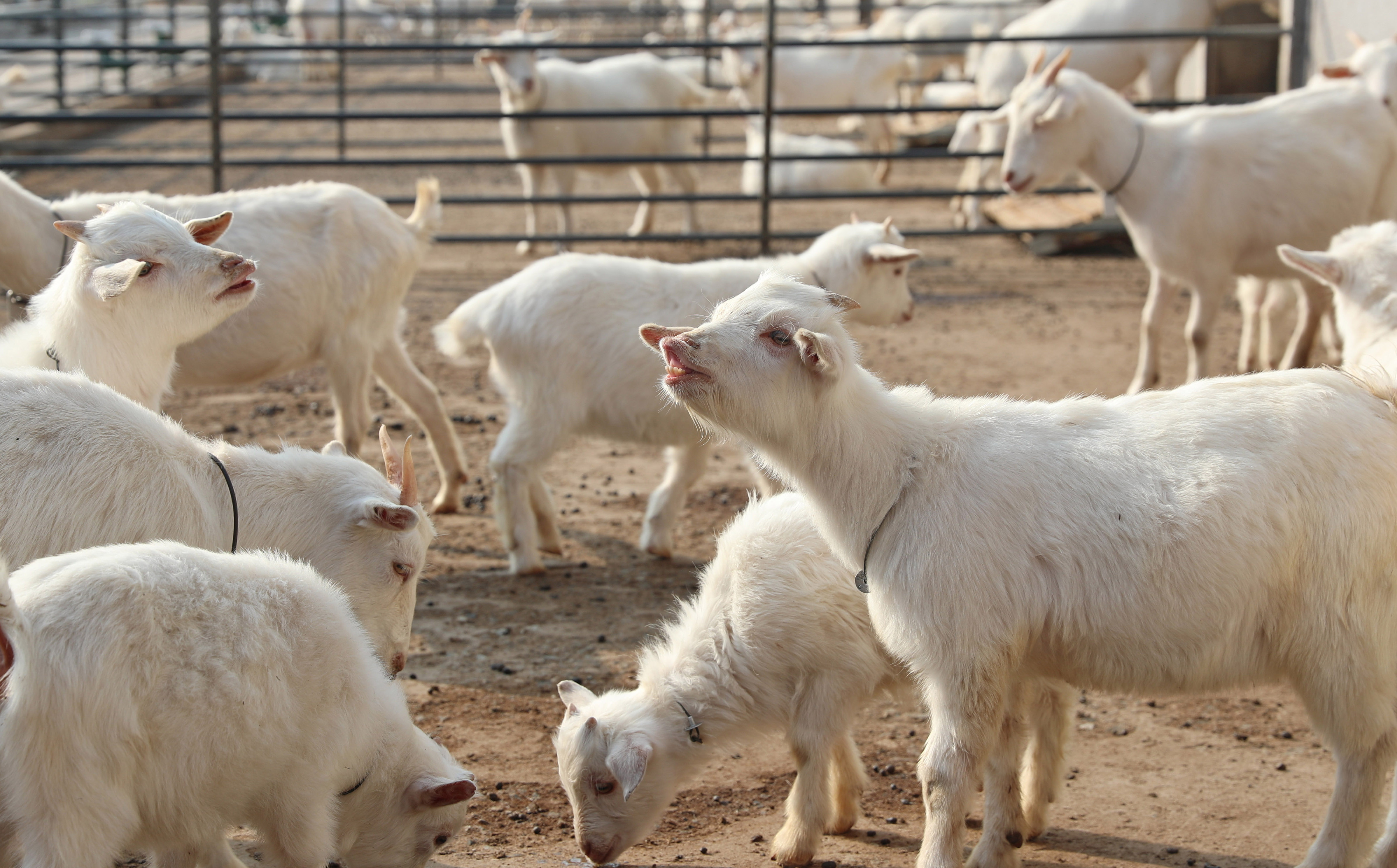這是12月14日在江蘇省南通市海門區長江三角洲白山羊保種繁殖研究所拍攝的山羊。（新華社）