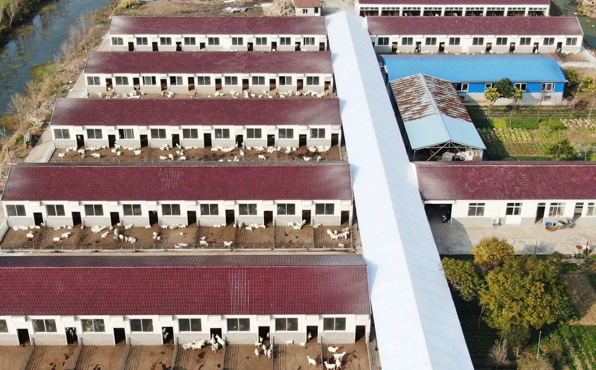 這是12月14日在江蘇省南通市海門區拍攝的長江三角洲白山羊保種繁殖研究所內的羊舍（無人機照片）。