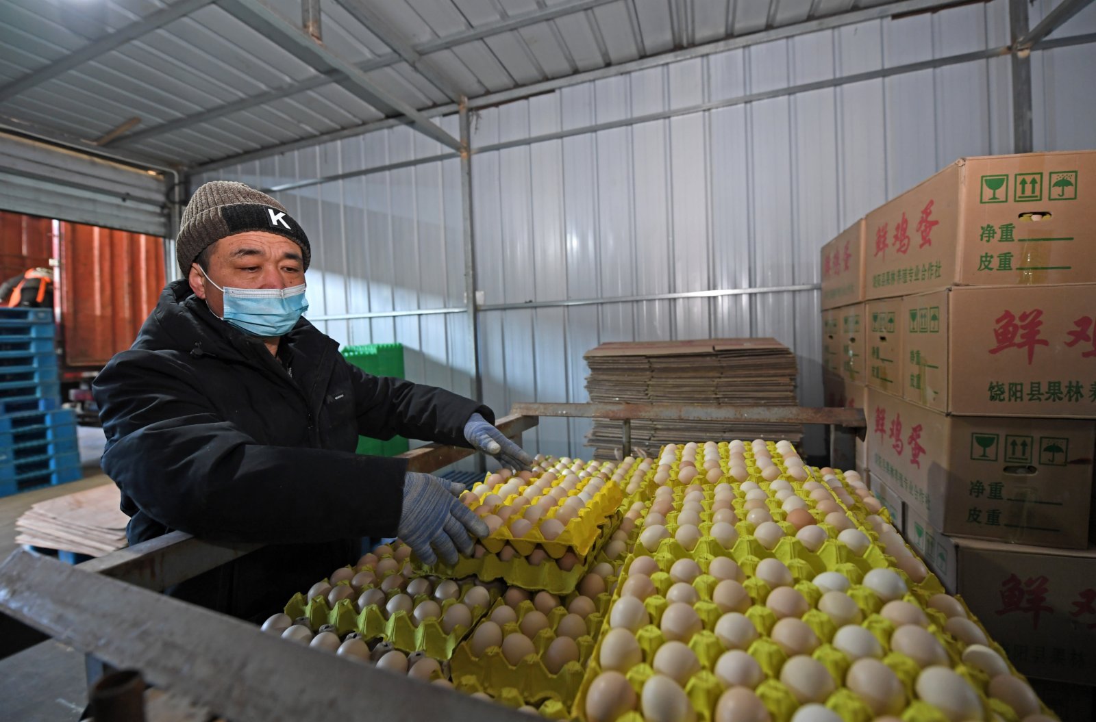 1月11日，商戶在天津市紅旗農貿綜合批發市場整理雞蛋。（新華社）