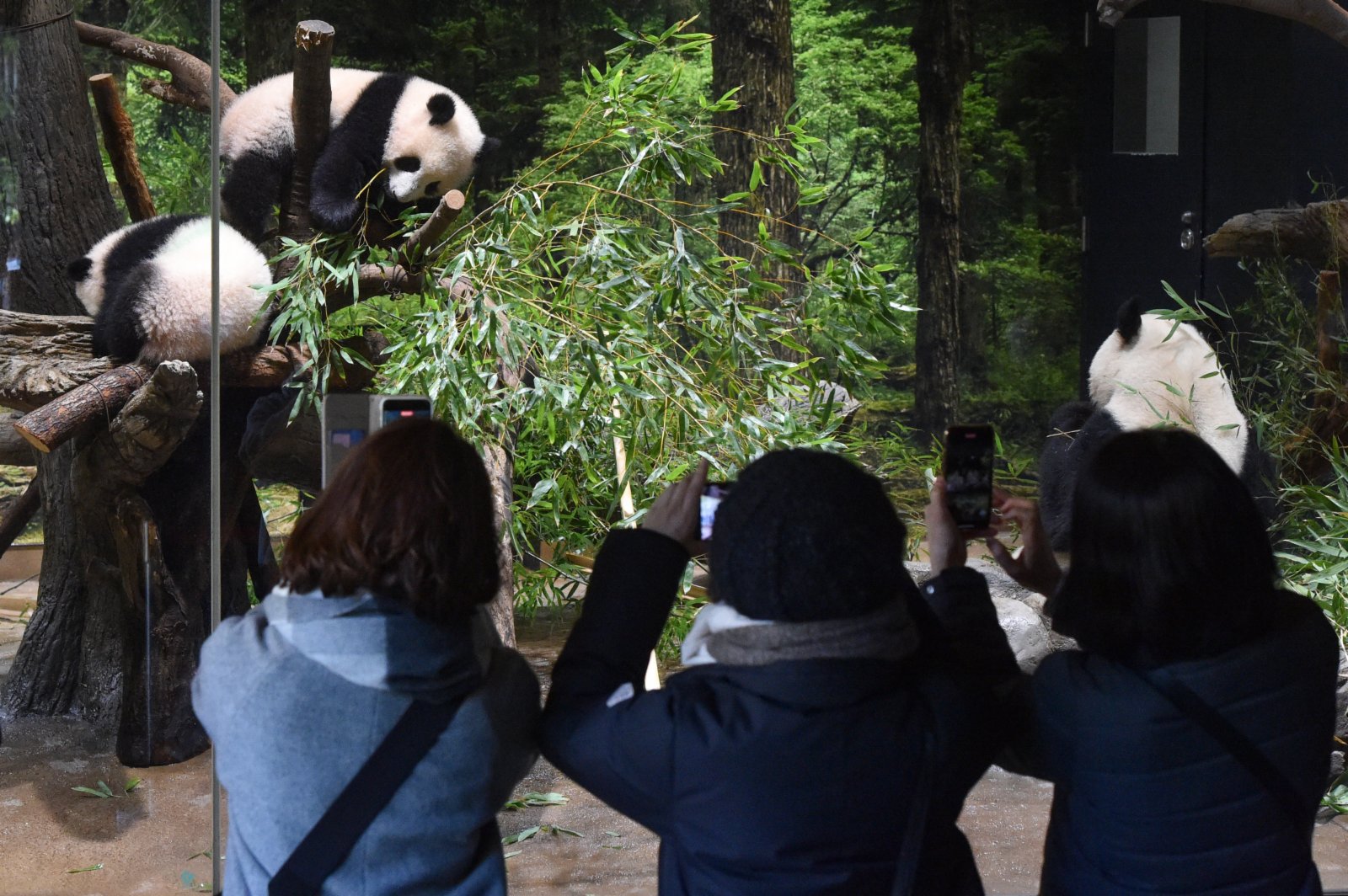 1月12日，遊客在日本東京上野動物園參觀大熊貓雙胞胎和它們的母親。（新華社）