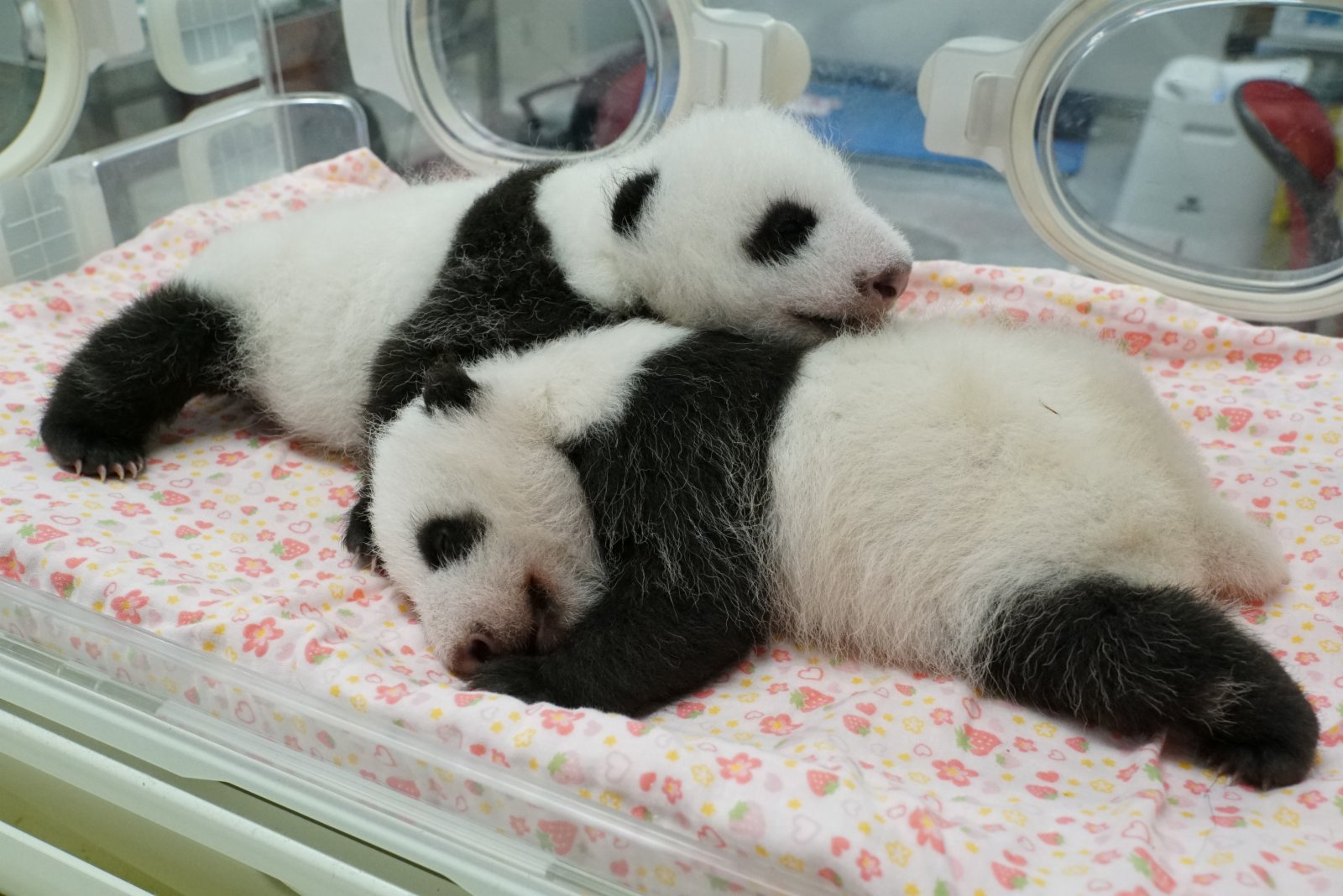 這是2021年8月5日拍攝的大熊貓幼崽「蕾蕾」（左）和「曉曉」（右）。（新華社資料圖片）