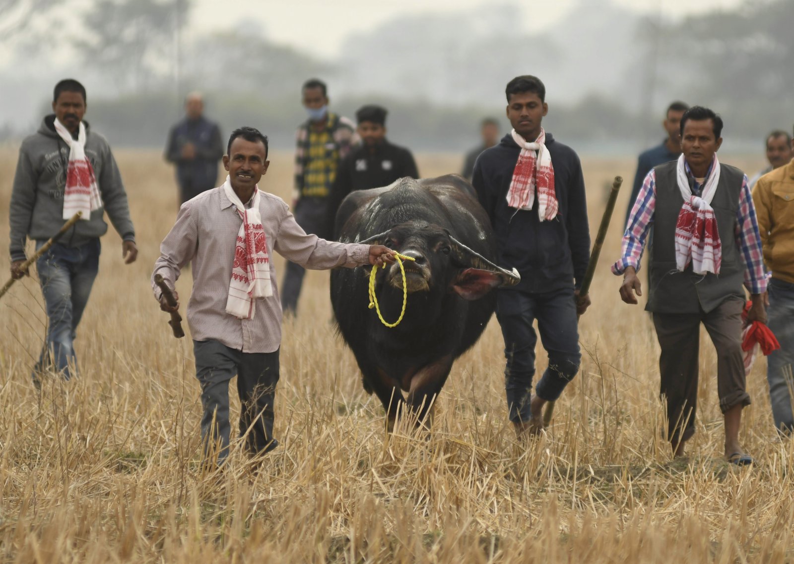 1月14日，在印度東北部阿薩姆邦的鄉間，村民牽着水牛參加豐收慶祝活動。（新華社）