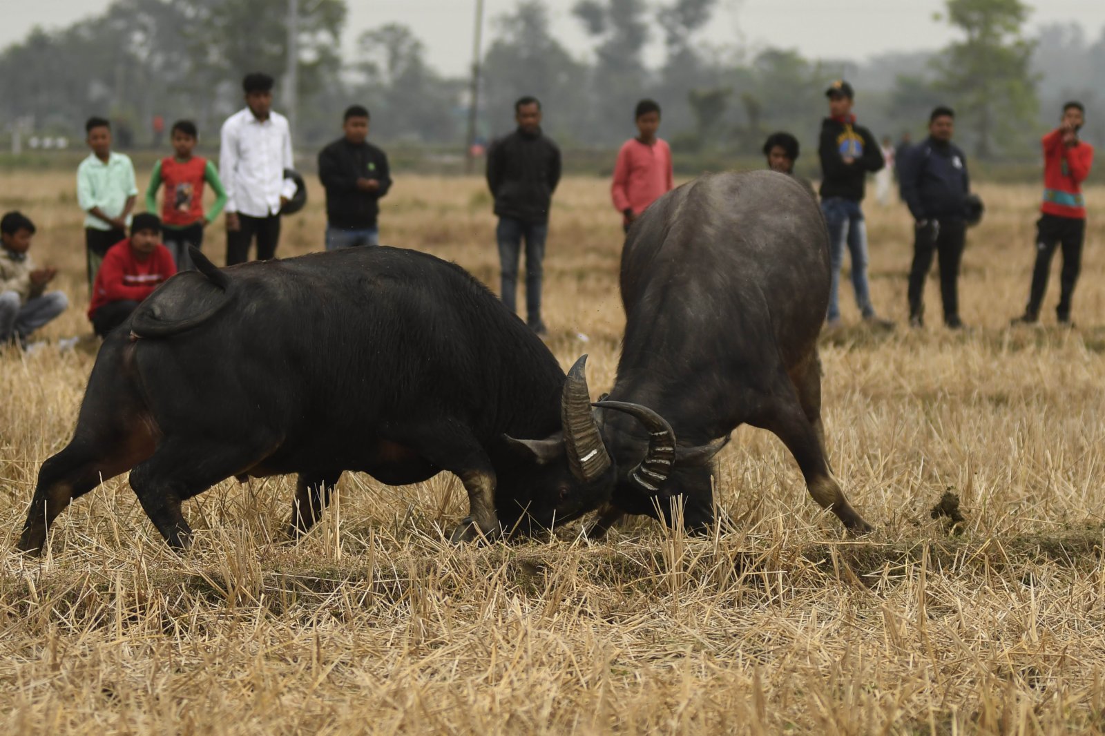 1月14日，在印度東北部阿薩姆邦的鄉間，村民在豐收慶祝活動上觀看鬥牛。（新華社）